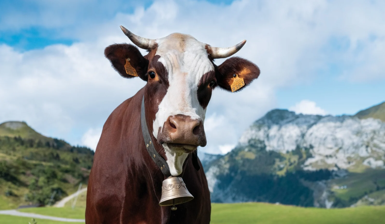 Neige, une vache de race Abondance, égérie du prochain Salon de l'agriculture