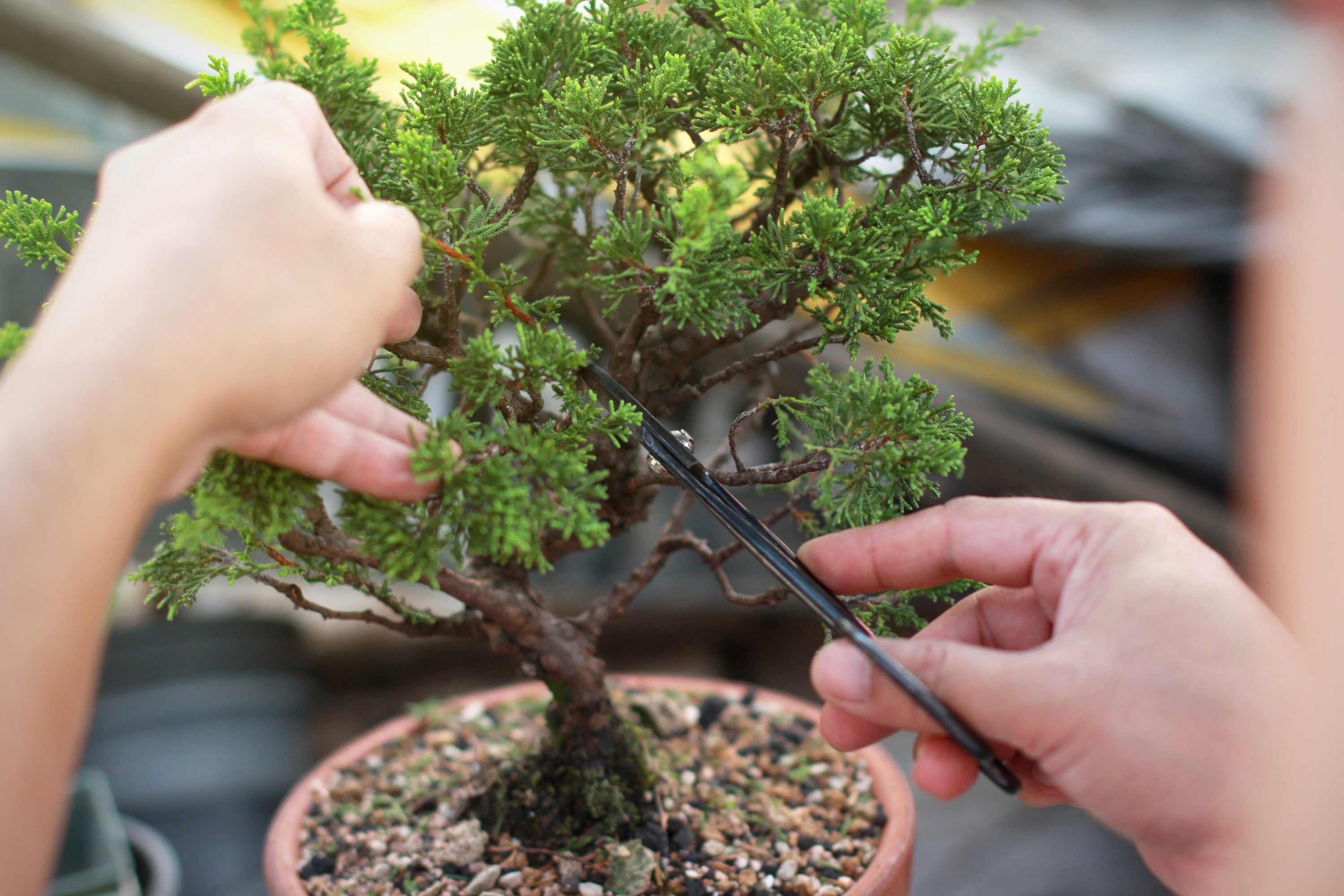 Choisir un bonsaï : nos conseils à suivre pour faire le bon choix