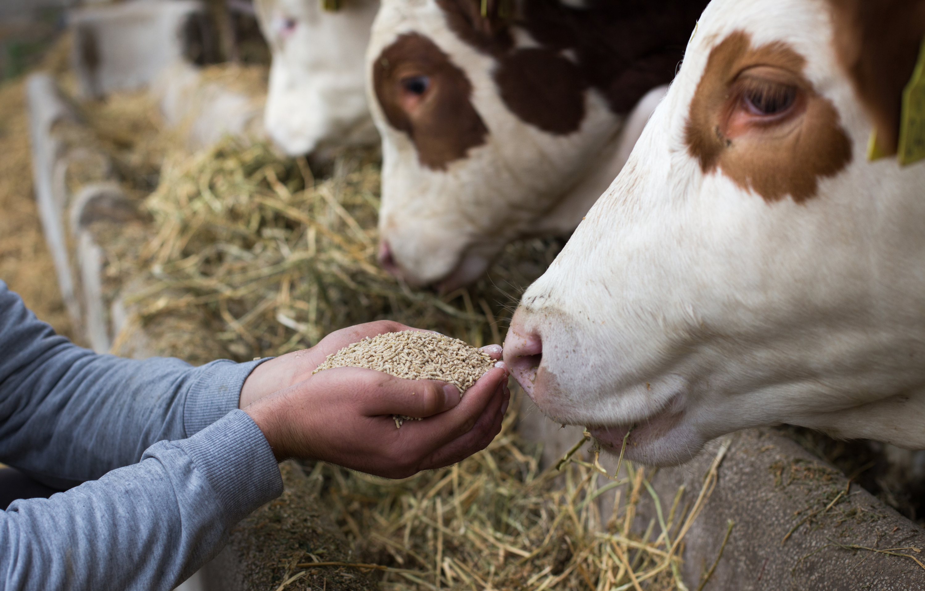 Babybel, Kiri, Boursin vont gratifier leurs producteurs pour leur lait bas carbone