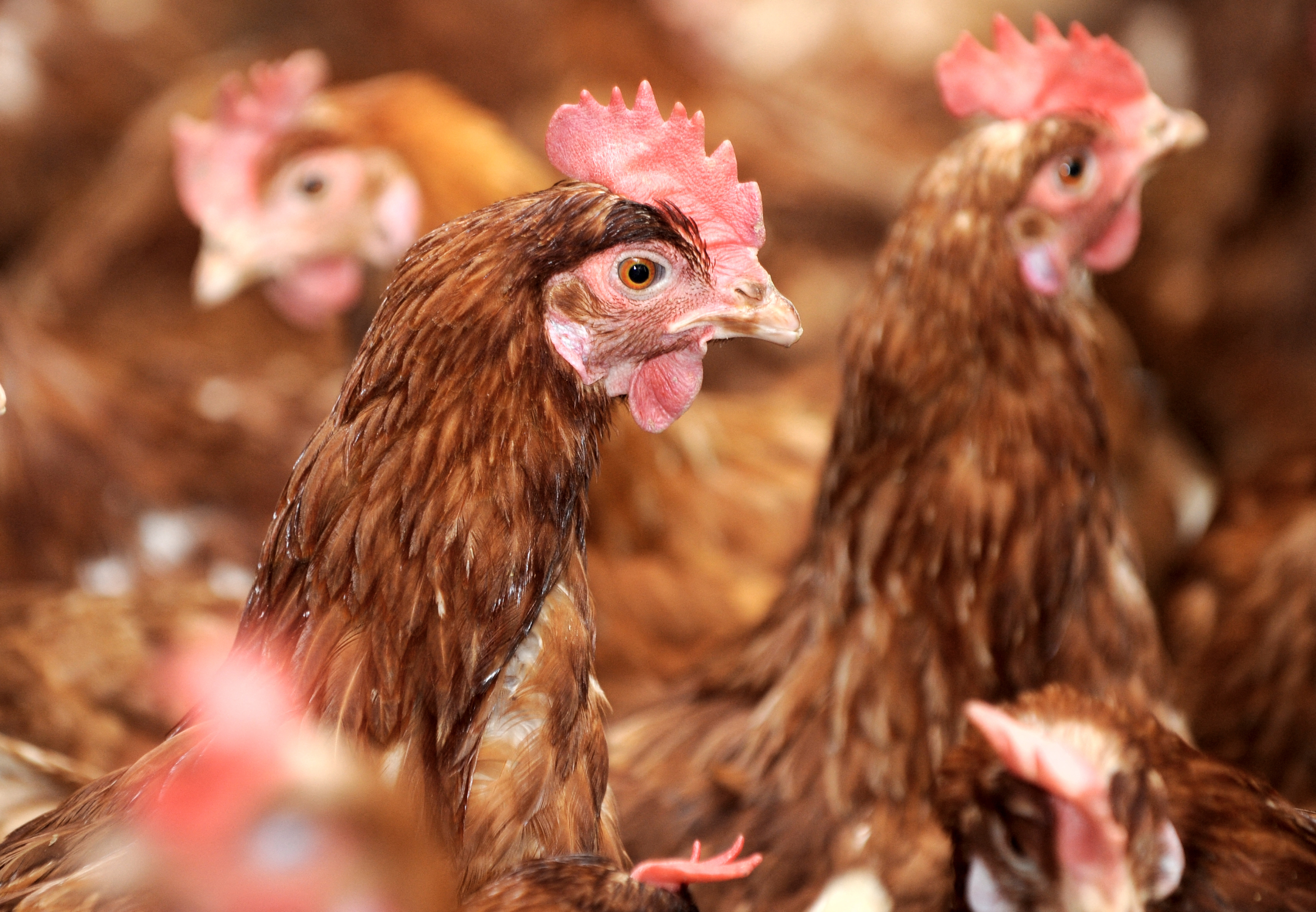 Deux-Sèvres : L214 dénonce des «violences» dans un élevage de poules, le groupe réfute
