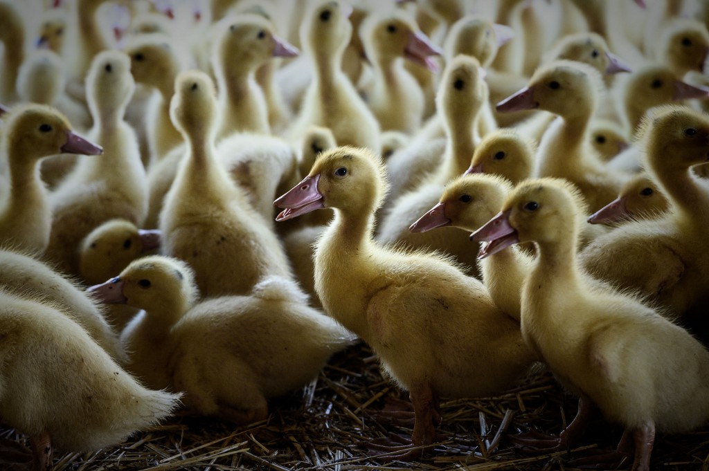 Grippe aviaire: un premier élevage du sud-ouest touché