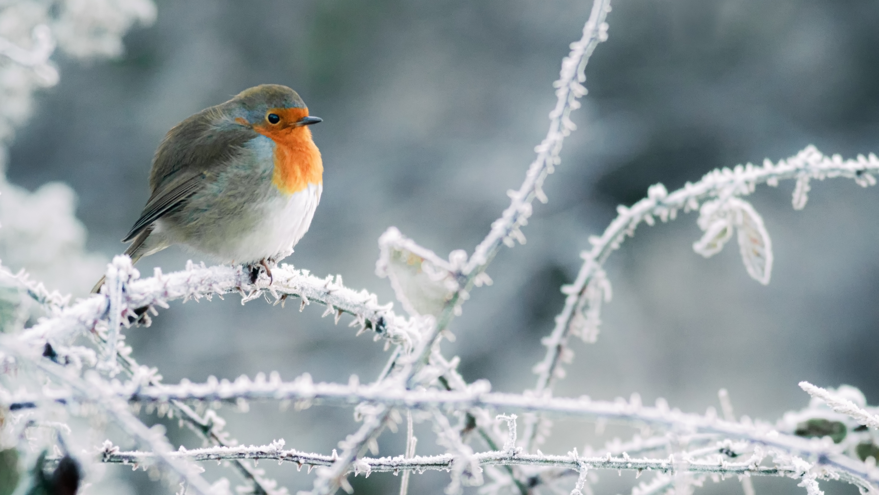 Les Carnets Nature : nourrir les oiseaux en hiver 