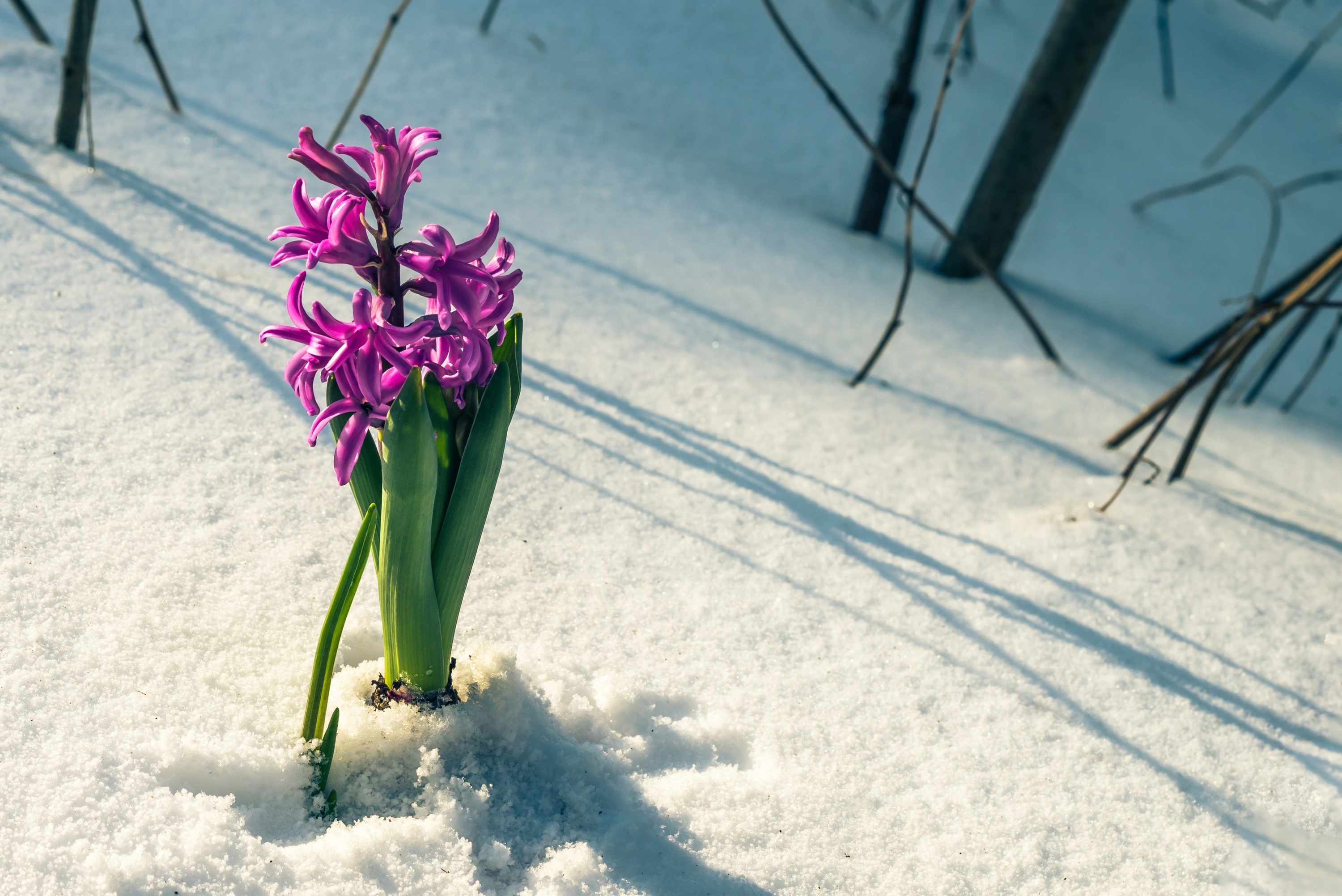 Conseils & entretien - Bulbes à fleurs frileux à protéger l'hiver