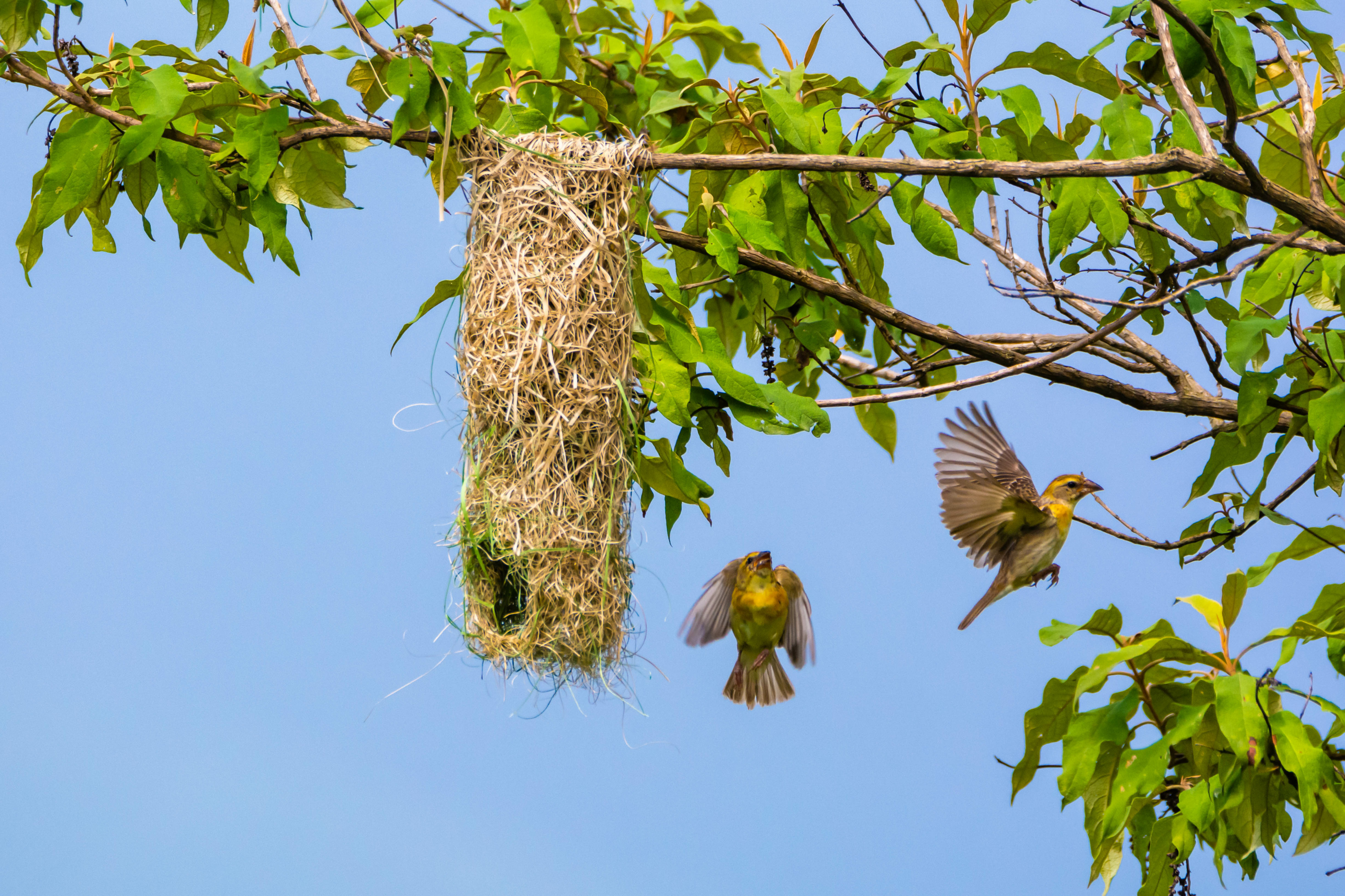 Protéger les nids des oiseaux