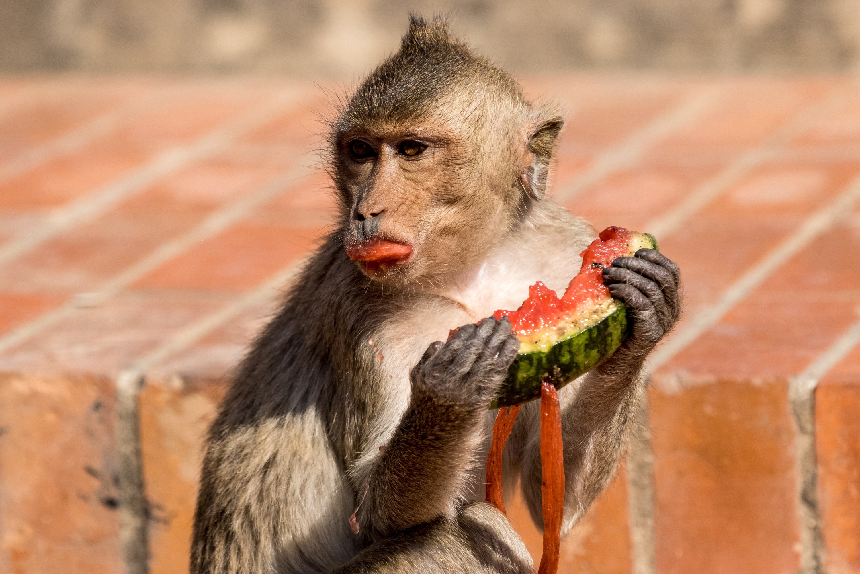 Wikipédia refuse de retirer cette photo de singe car c'est un