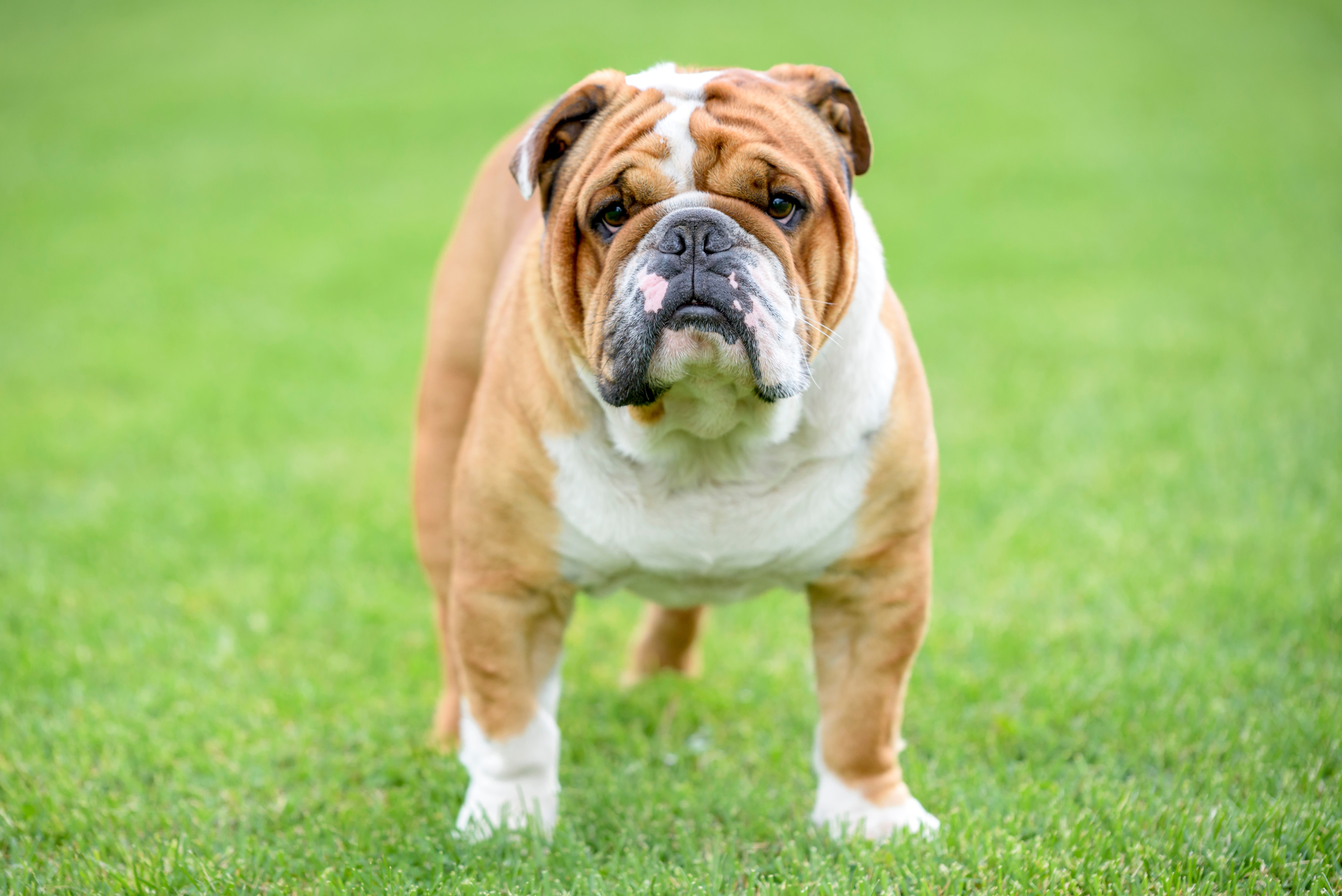 Bulldog : origine, taille et caractère