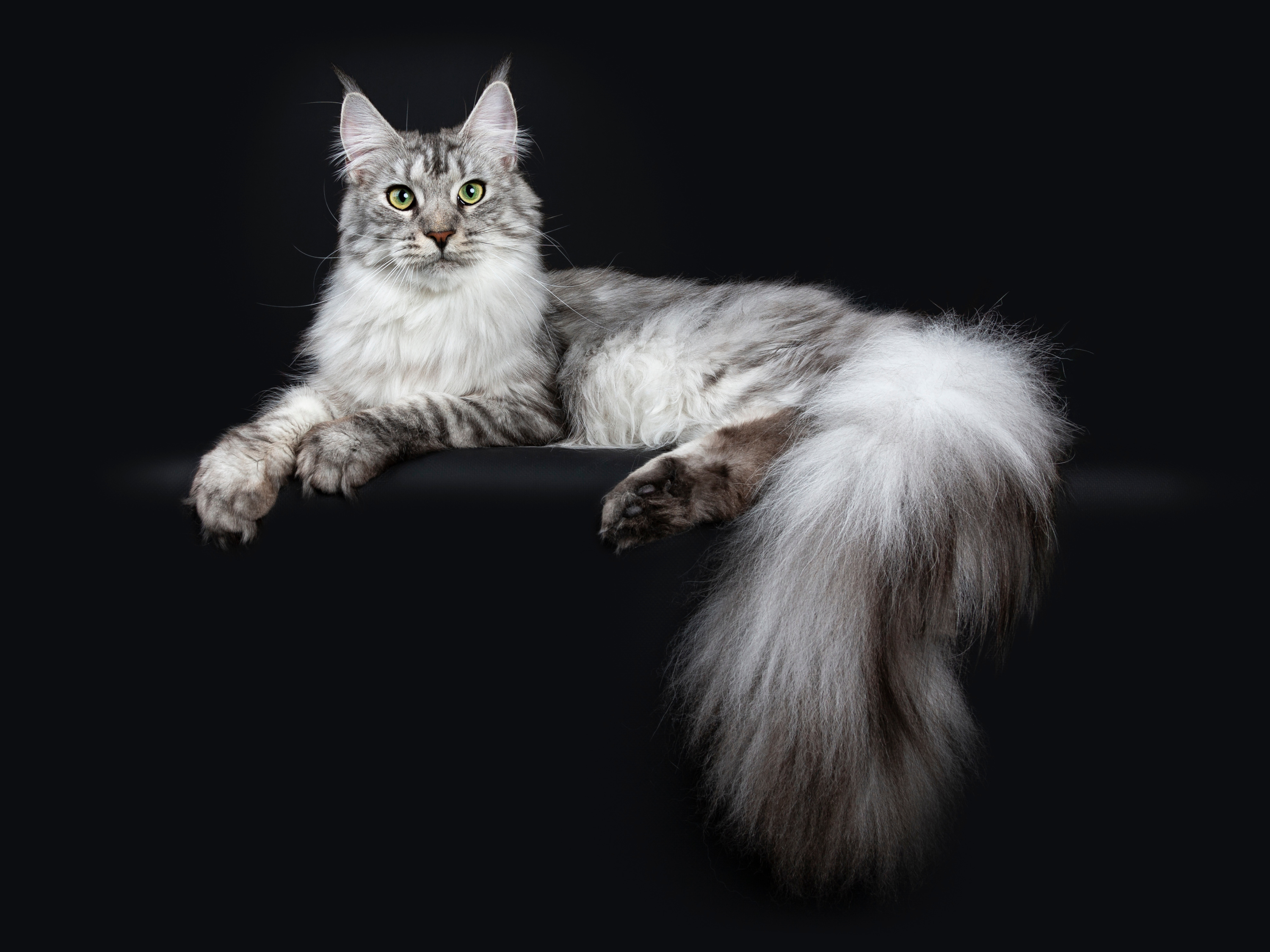 Loof Tout Savoir Sur Le Livre Officiel Des Origines Felines