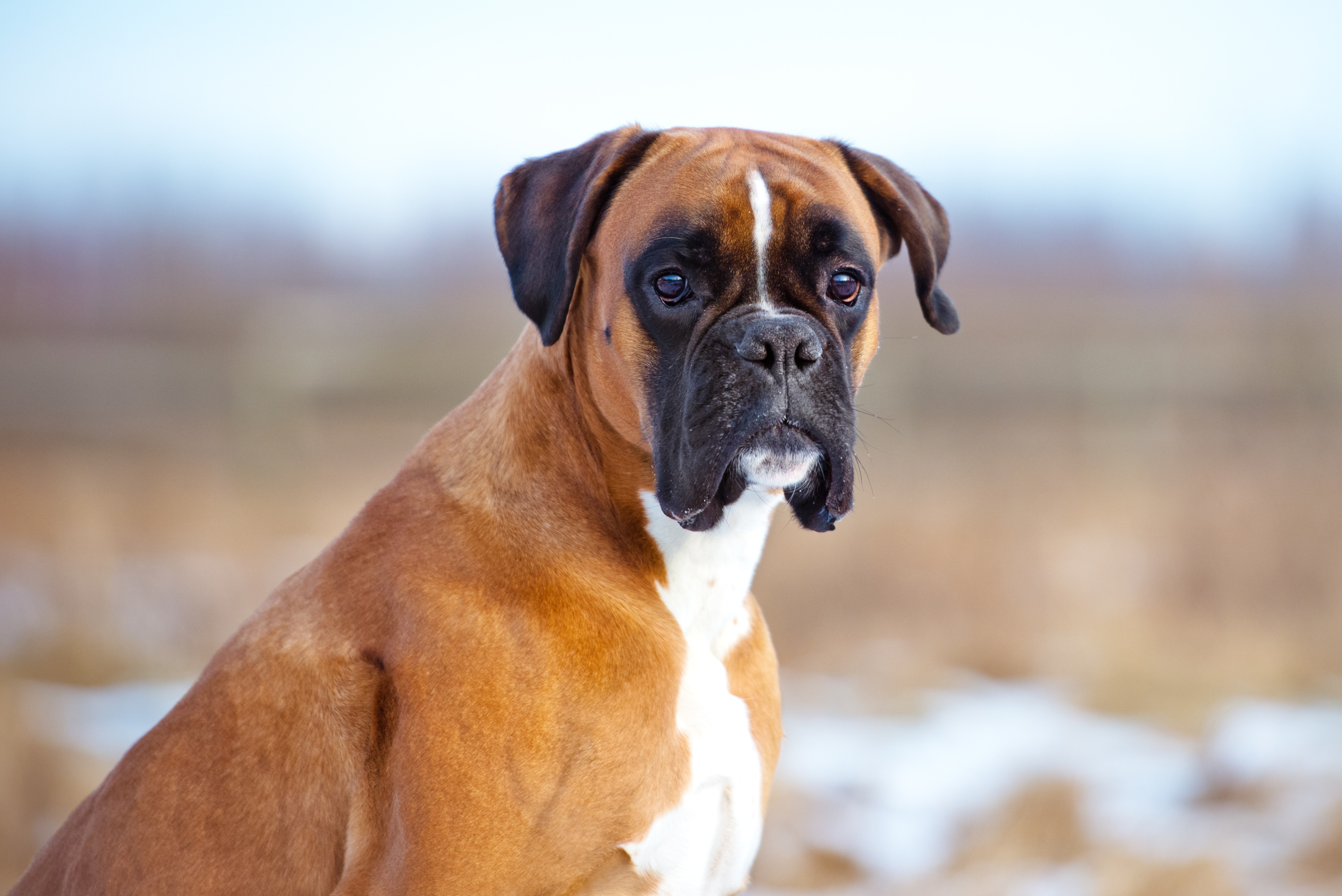Choisir un chien de taille moyenne : les choses à savoir