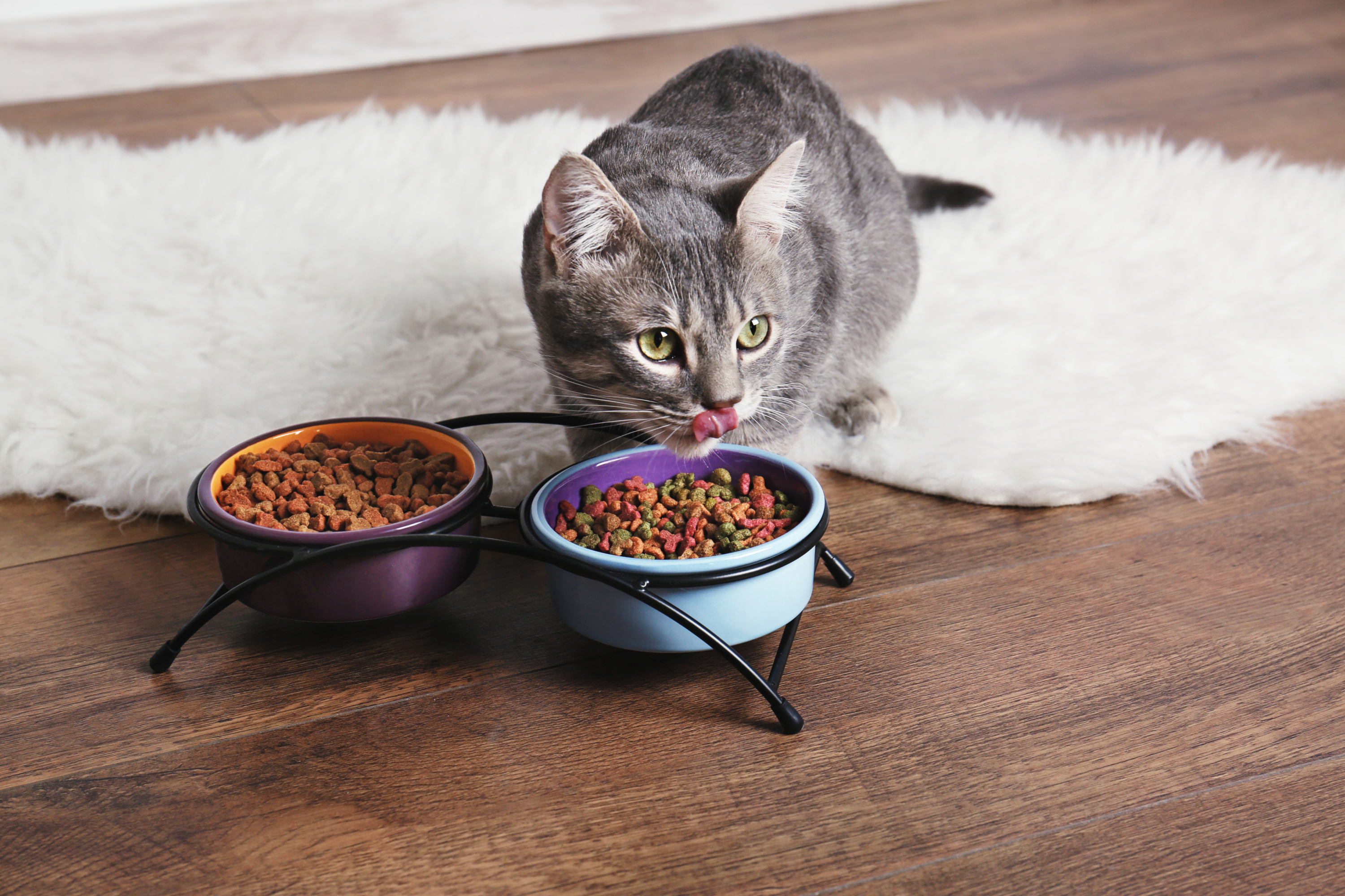 Où placer la nourriture de son chat dans la maison ?