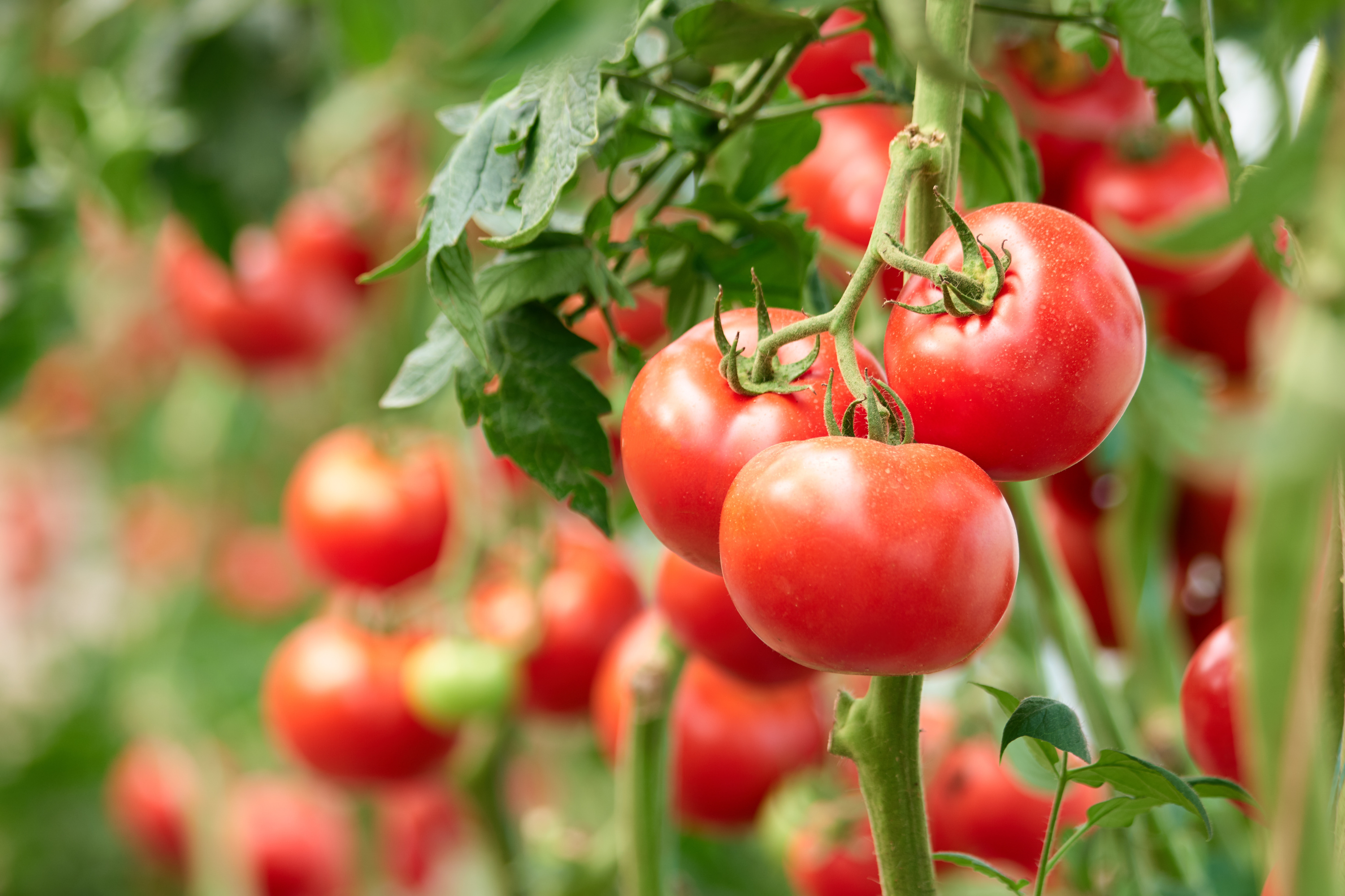 Tomate : Les débuts du chauffage infrarouge en serre hors-sol