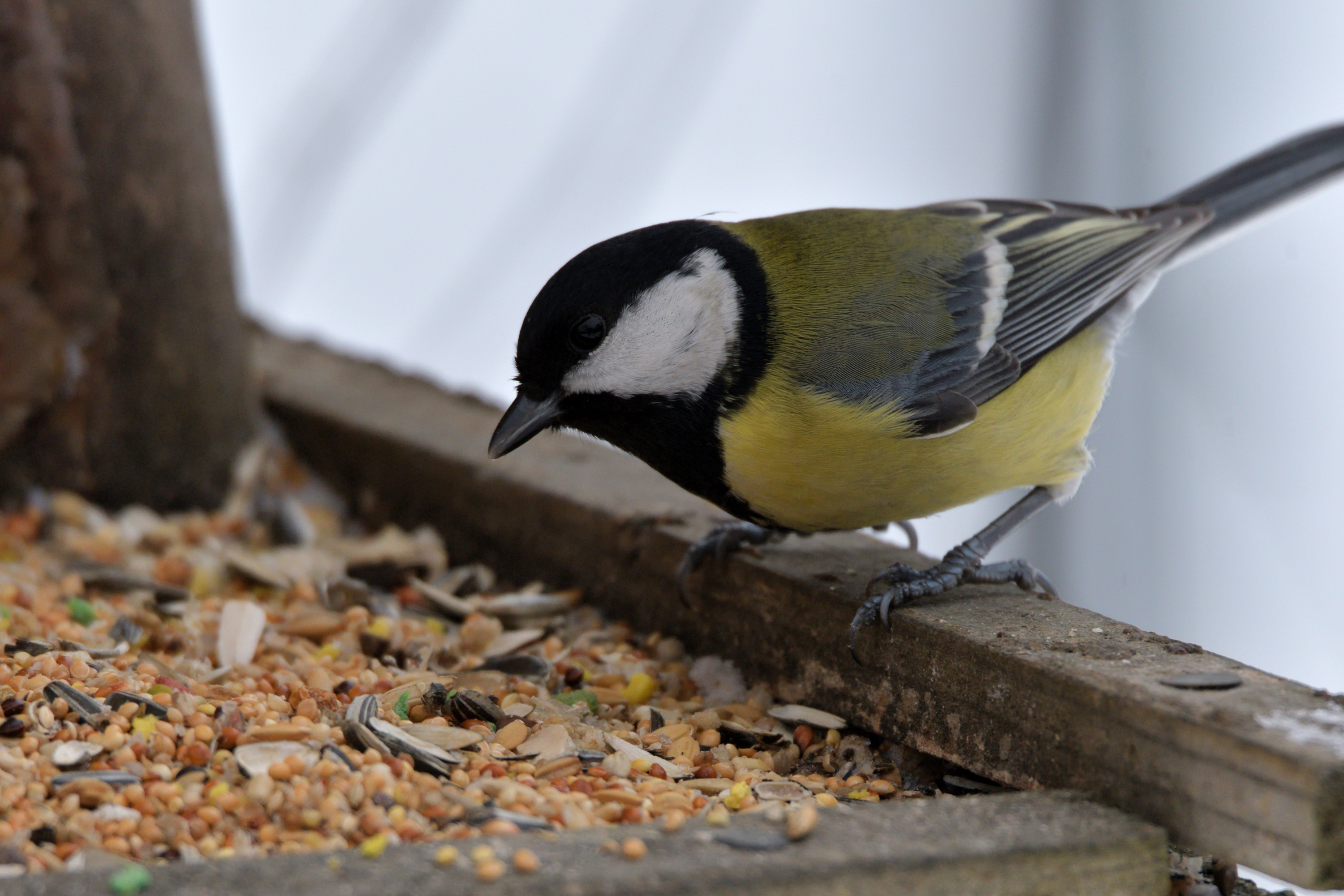 Nourriture et graines pour oiseaux de jardin