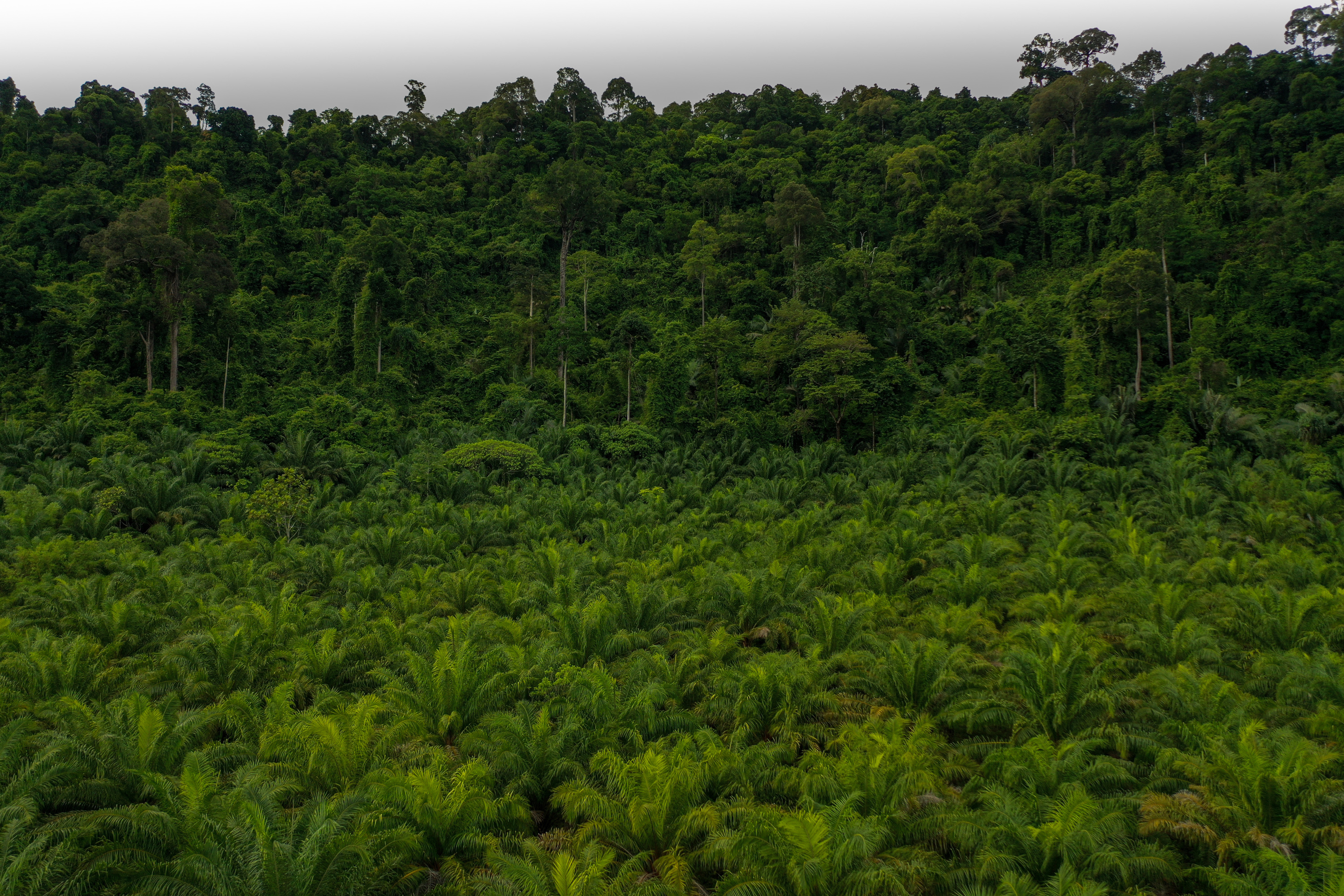 Indonésie : de la guerre en Ukraine à une interdiction de l'exportation  d'huile de palme