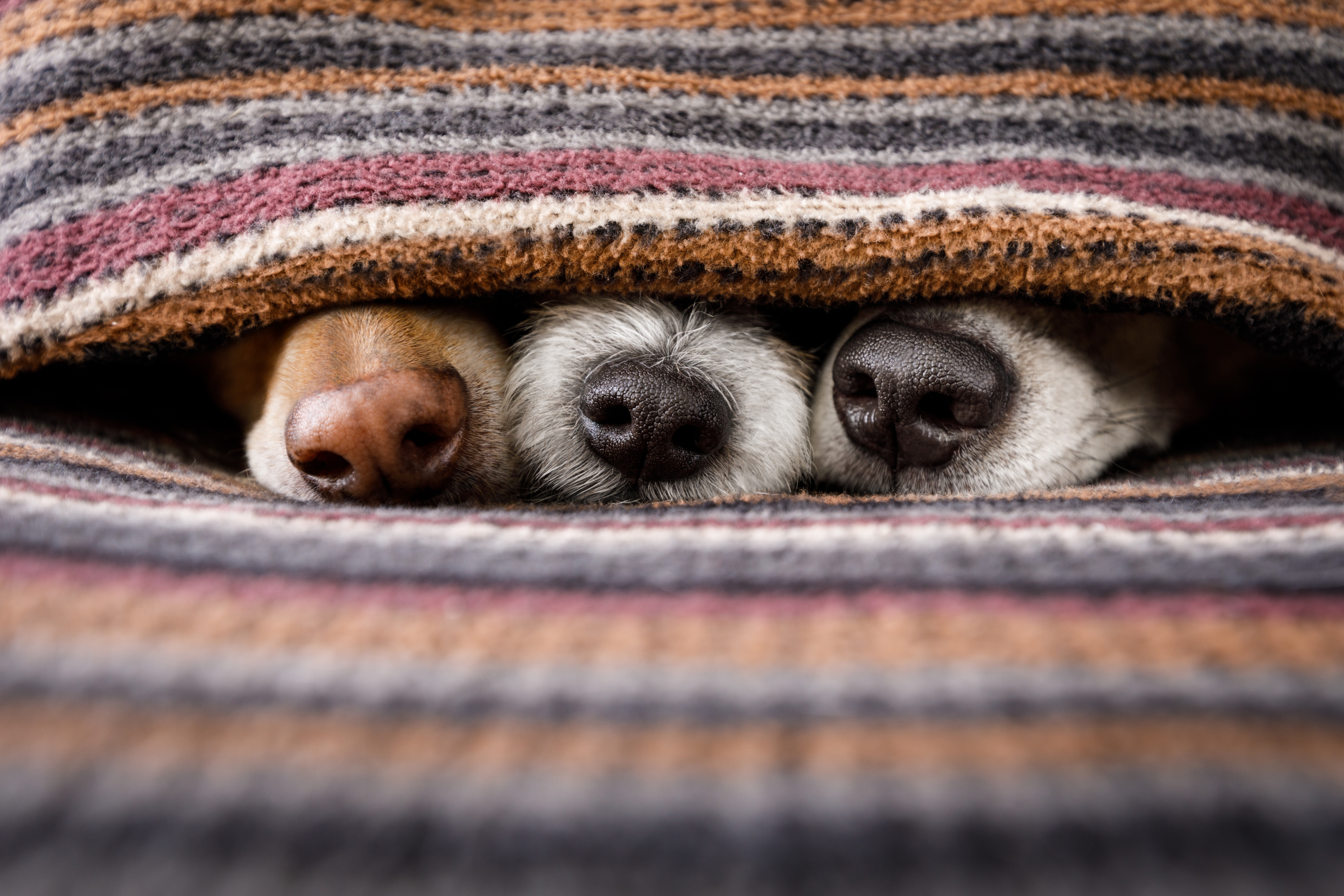 Forte odeur de chien ou chat à la maison : comment les éliminer ?