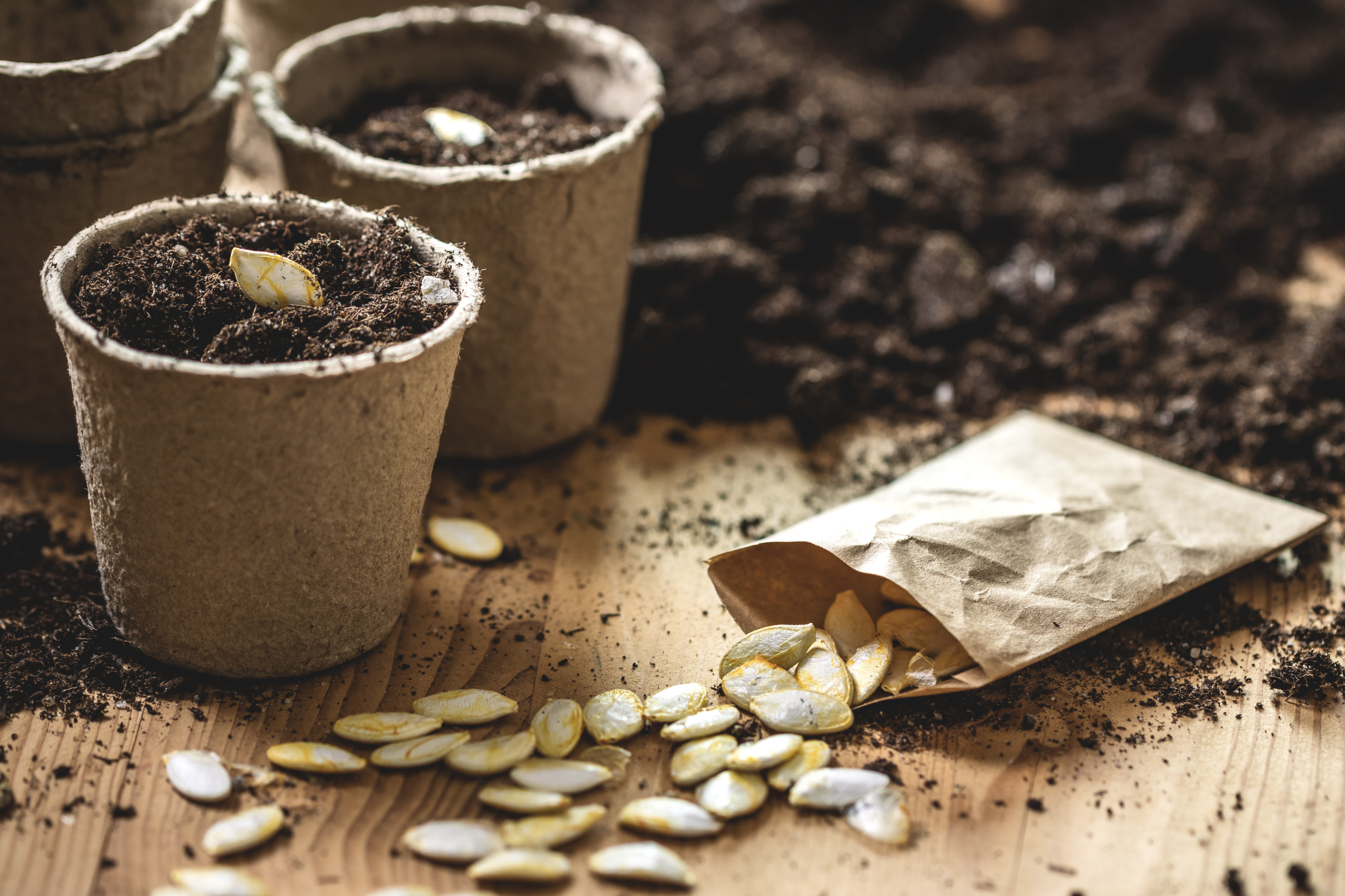 Etiquettes pour sachets de graines – Site en cours de construction…