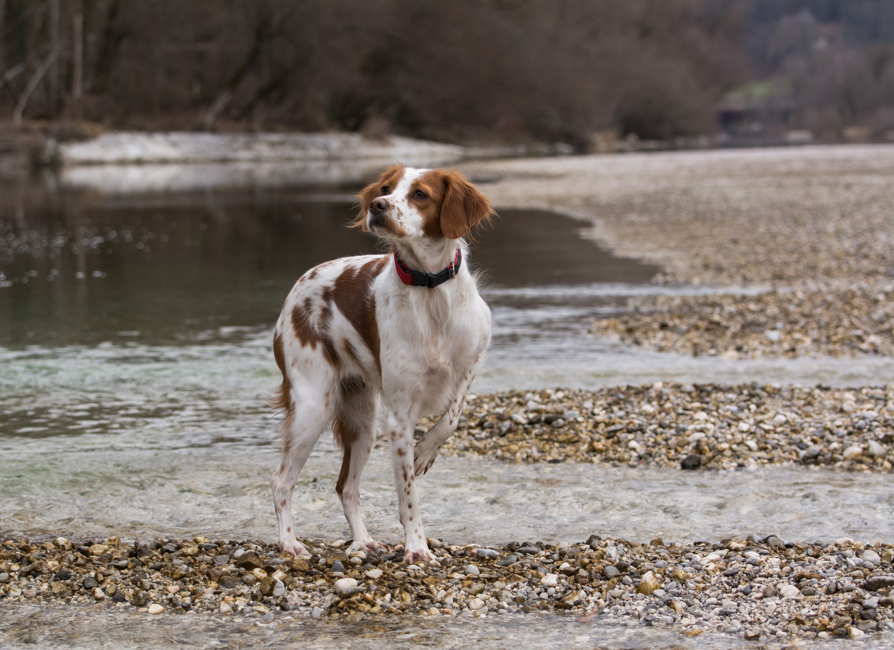 Tout savoir sur l'Épagneul breton, un chien français - Sciences et Avenir