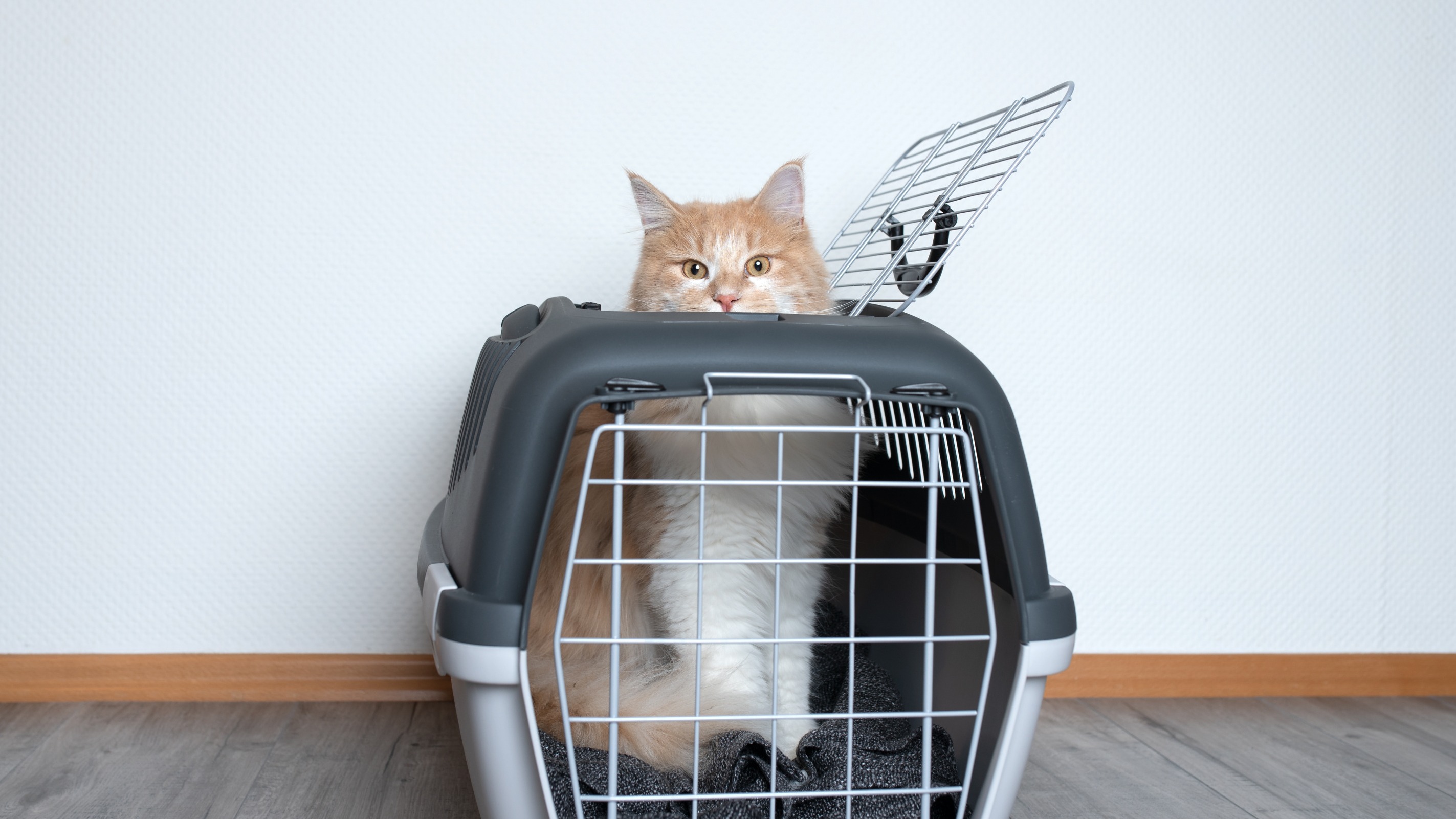 Comment faire entrer mon chat dans sa caisse de transport ?