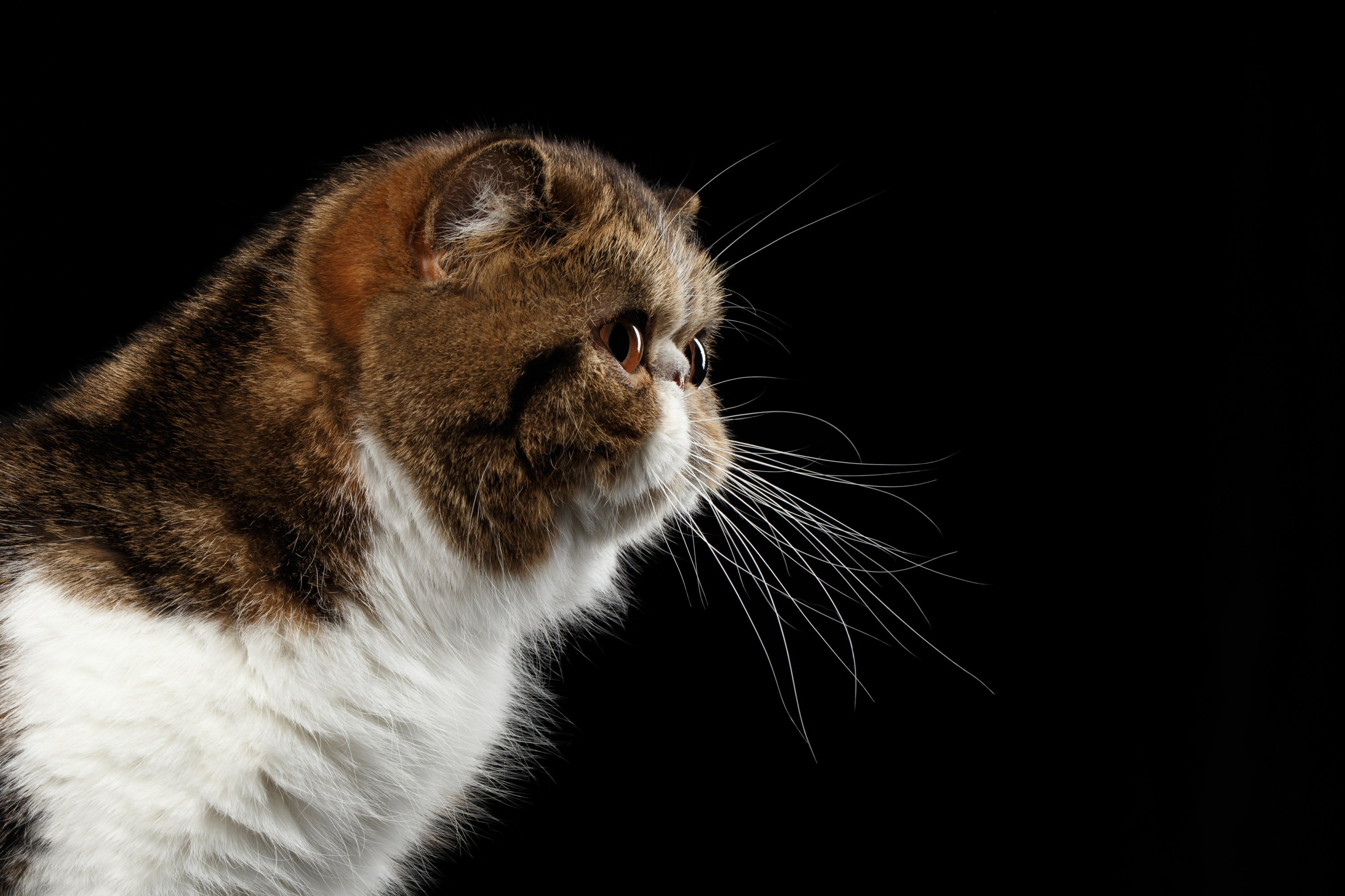 Exotic Shorthair Origine Taille Et Caractere