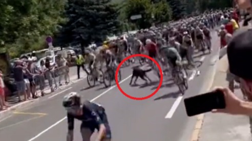 Tour de France : « Gardez votre chien chez vous», lâche Yves Lampaert en colère après sa chute