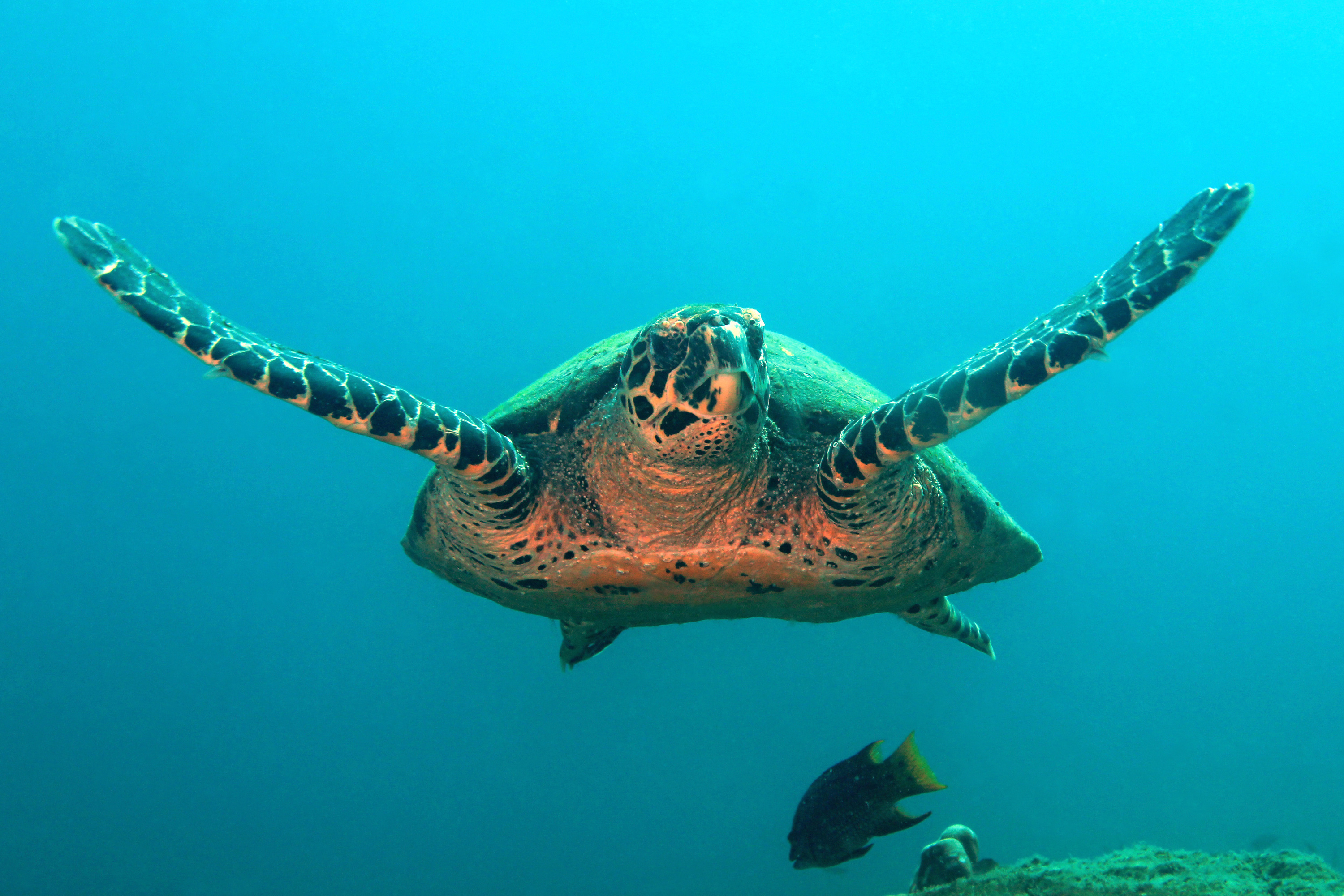 Méditerranée : Pourquoi les tortues pondent-elles de plus en plus sur les  côtes françaises ?