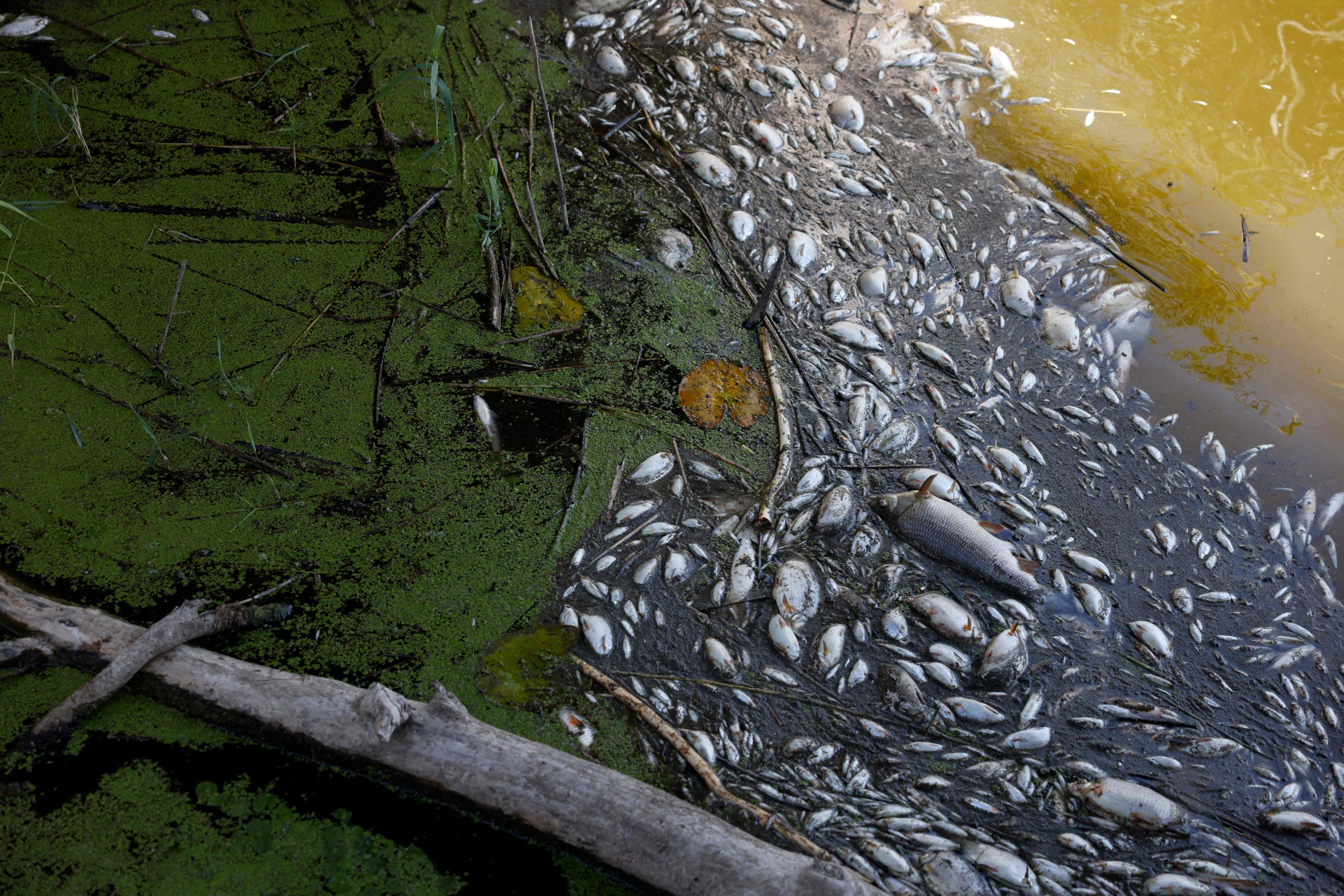 ENQUETE. Pollution, poissons morts et silences gênés En