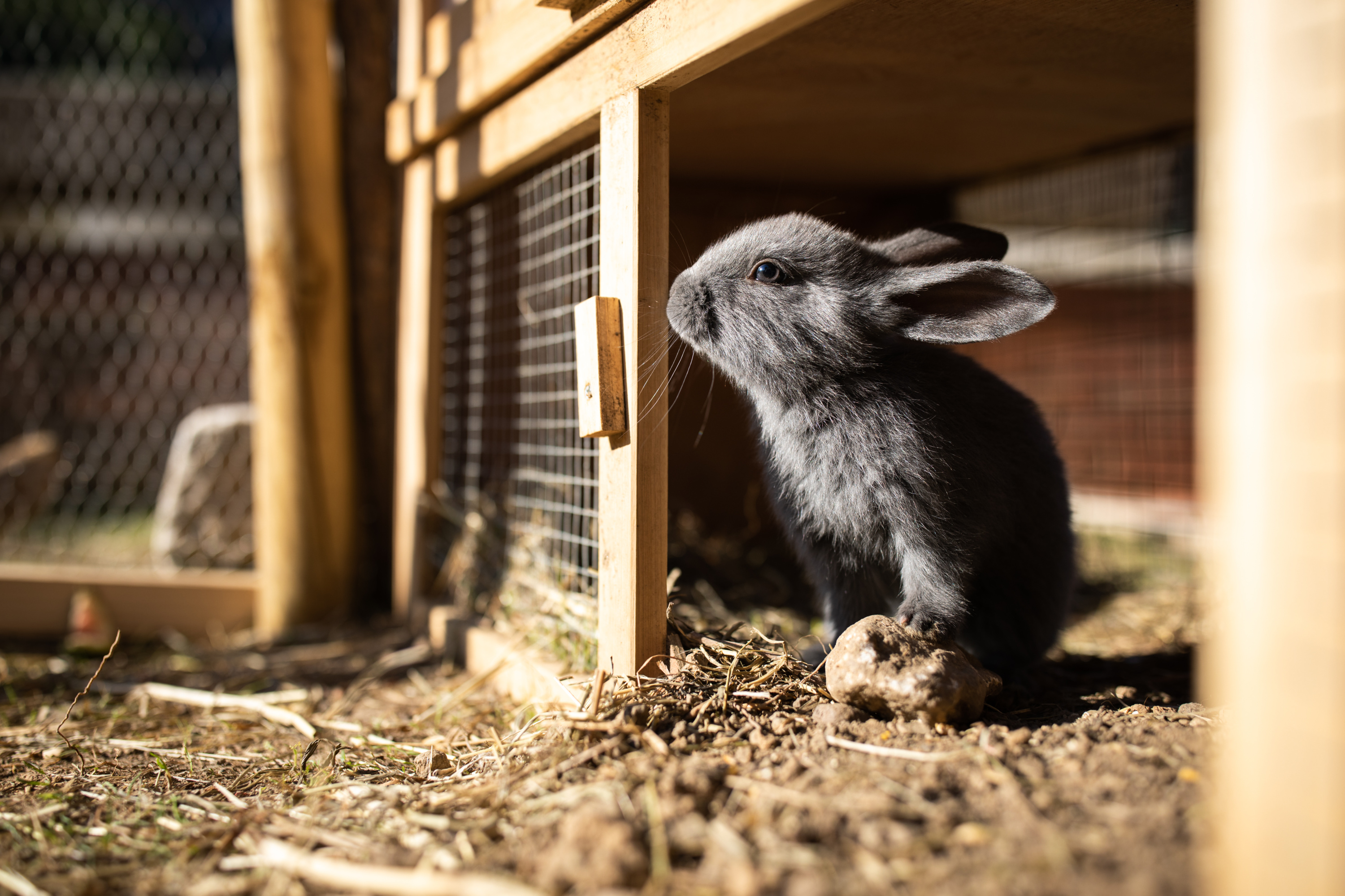 Choisir le meilleur enclos pour lapin : test, avis et comparatif