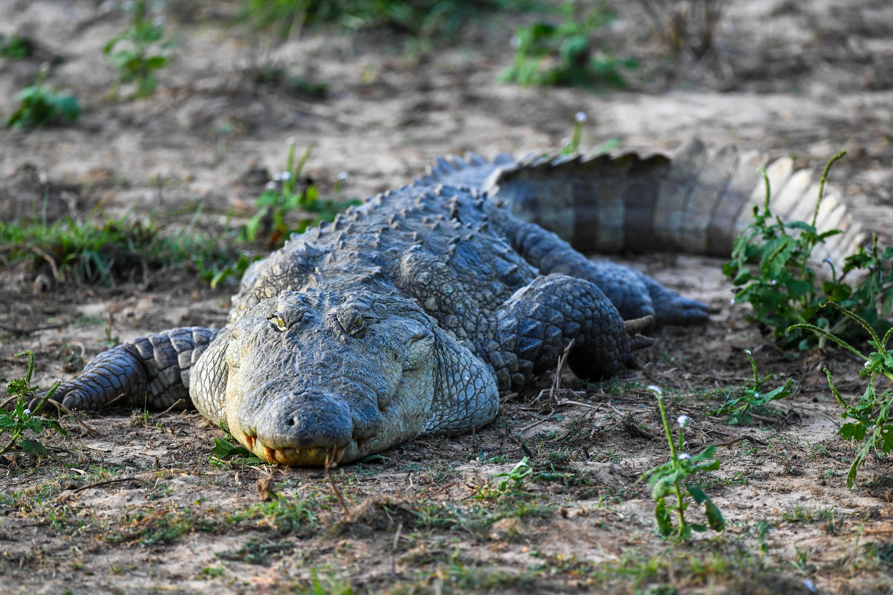 Protège carnet de santé Aligatos le crocodile