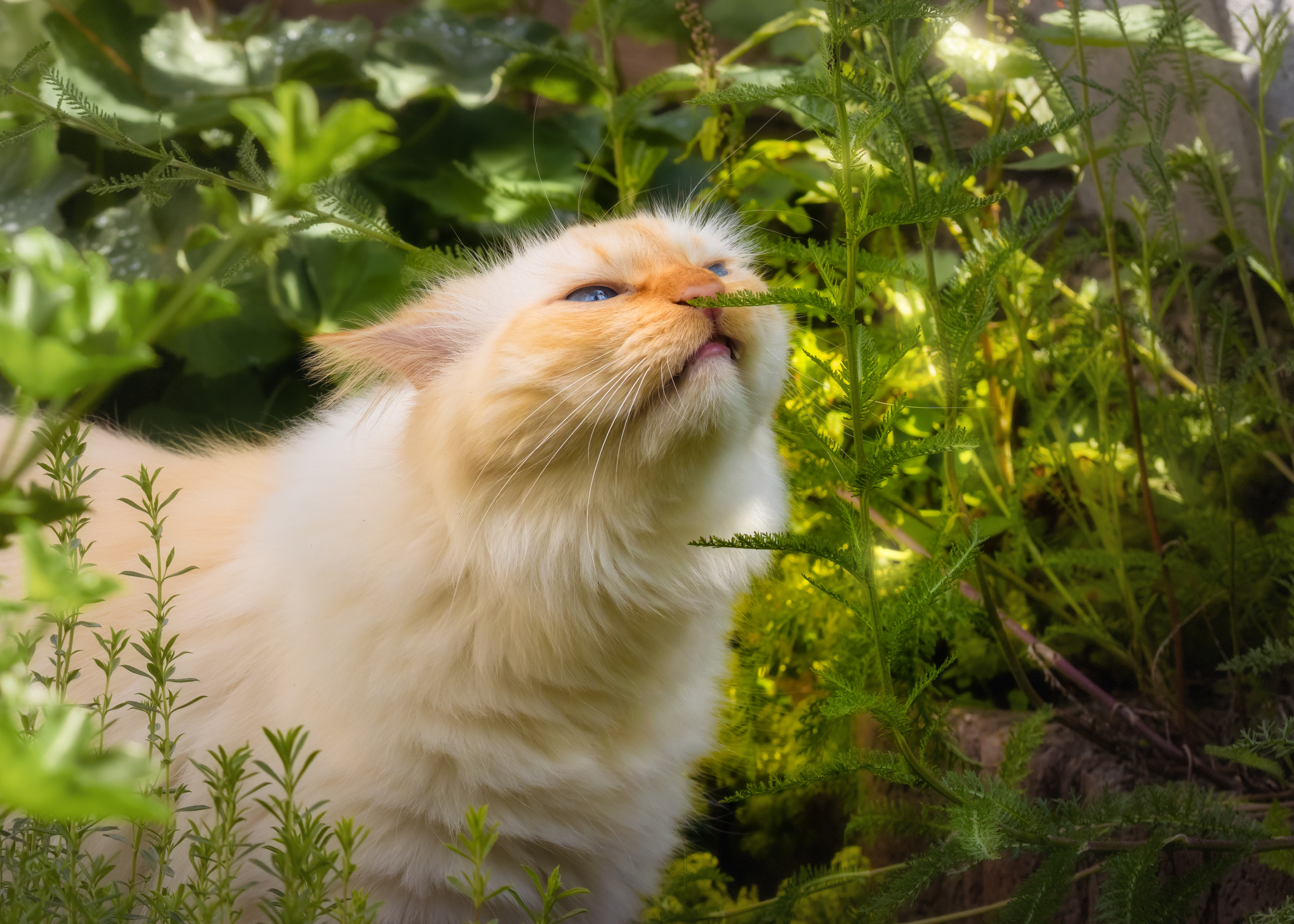 Pourquoi les chats mangent-ils de l'herbe ?