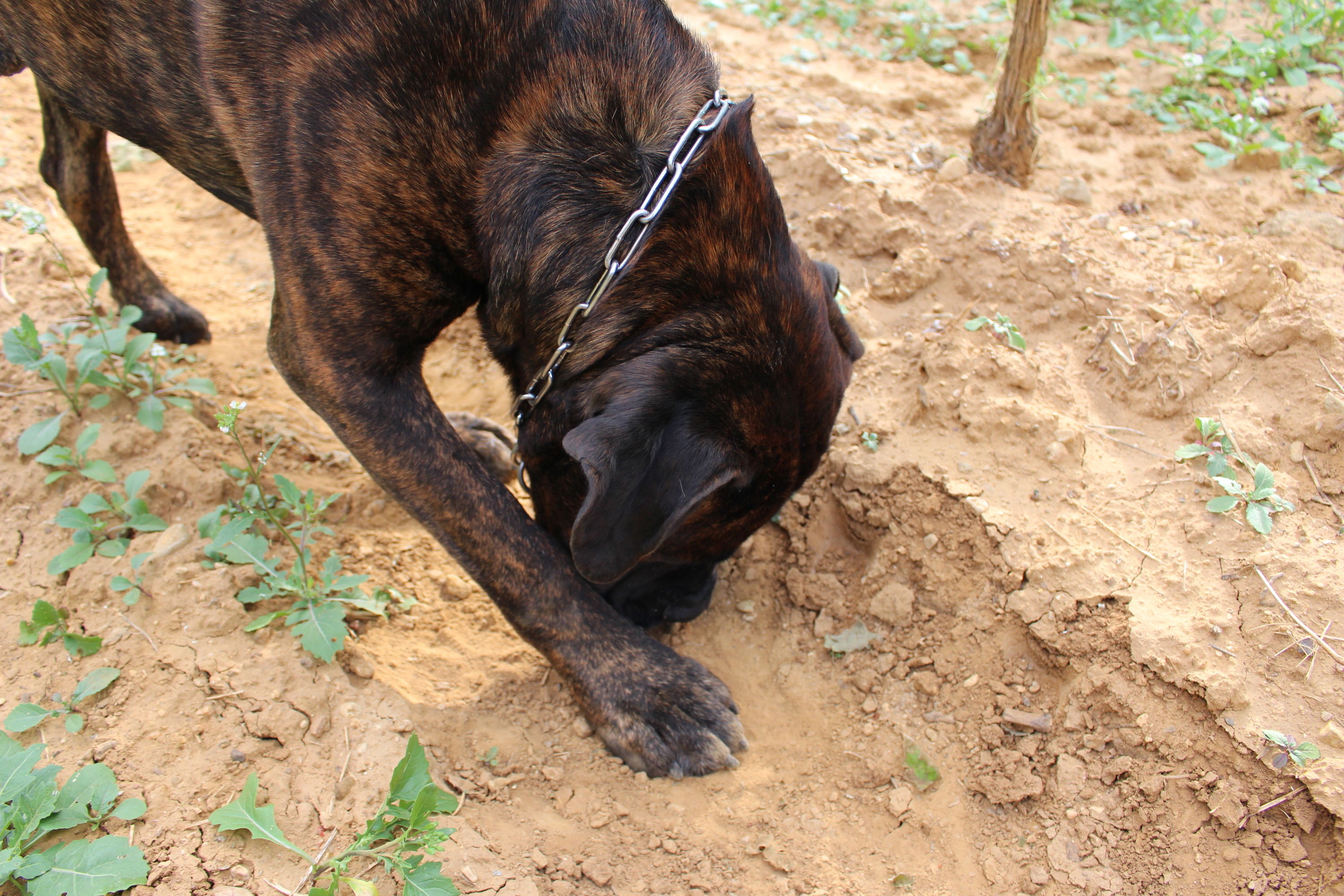 Pourquoi mon chien gratte-t-il le sol ?