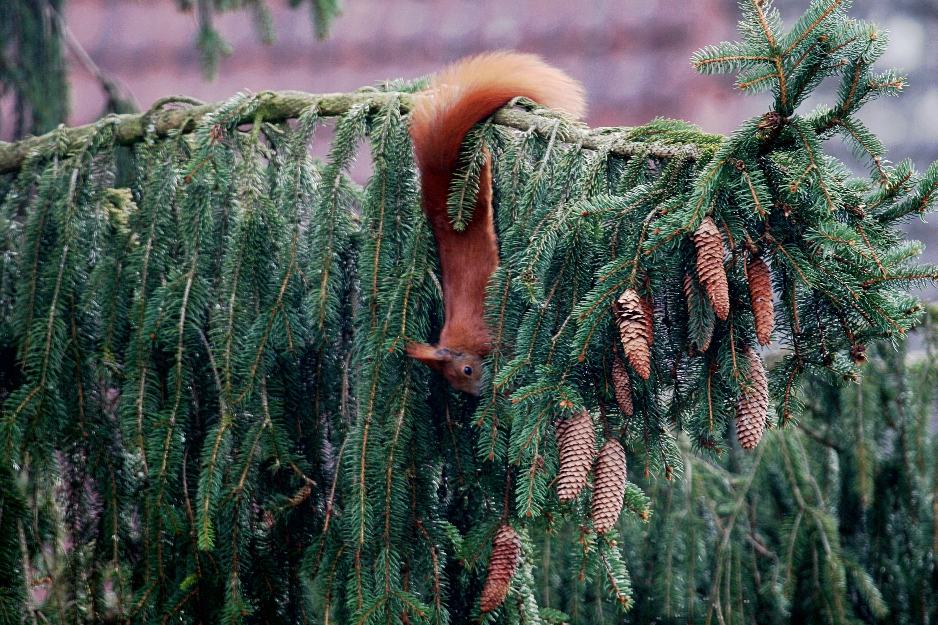 Écureuil roux, comment l'attirer au jardin et le protéger