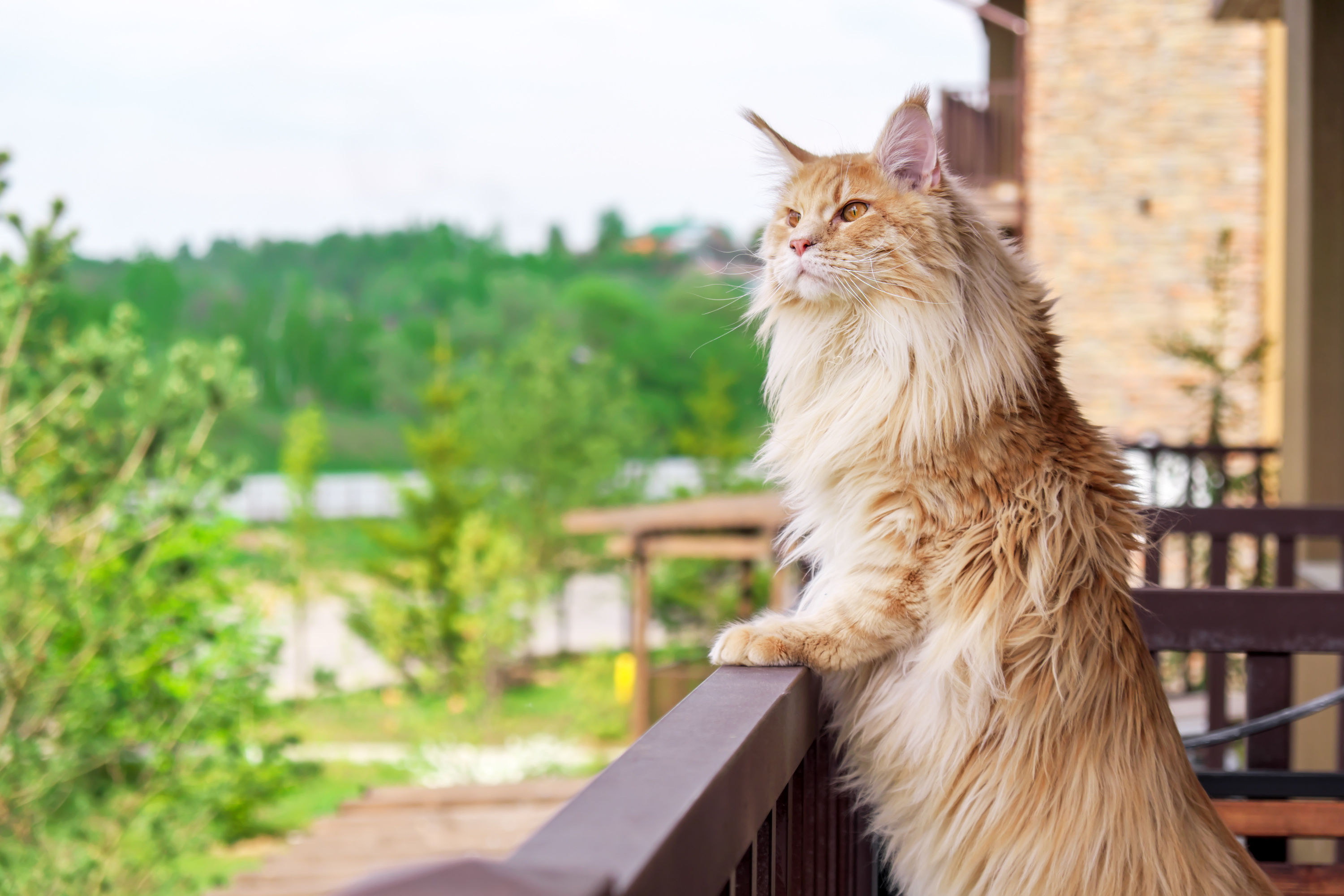 Vous avez peur que votre chat tombe du balcon ? Cet ingénieux filet sur  mesure Protection pour Chats est la solution