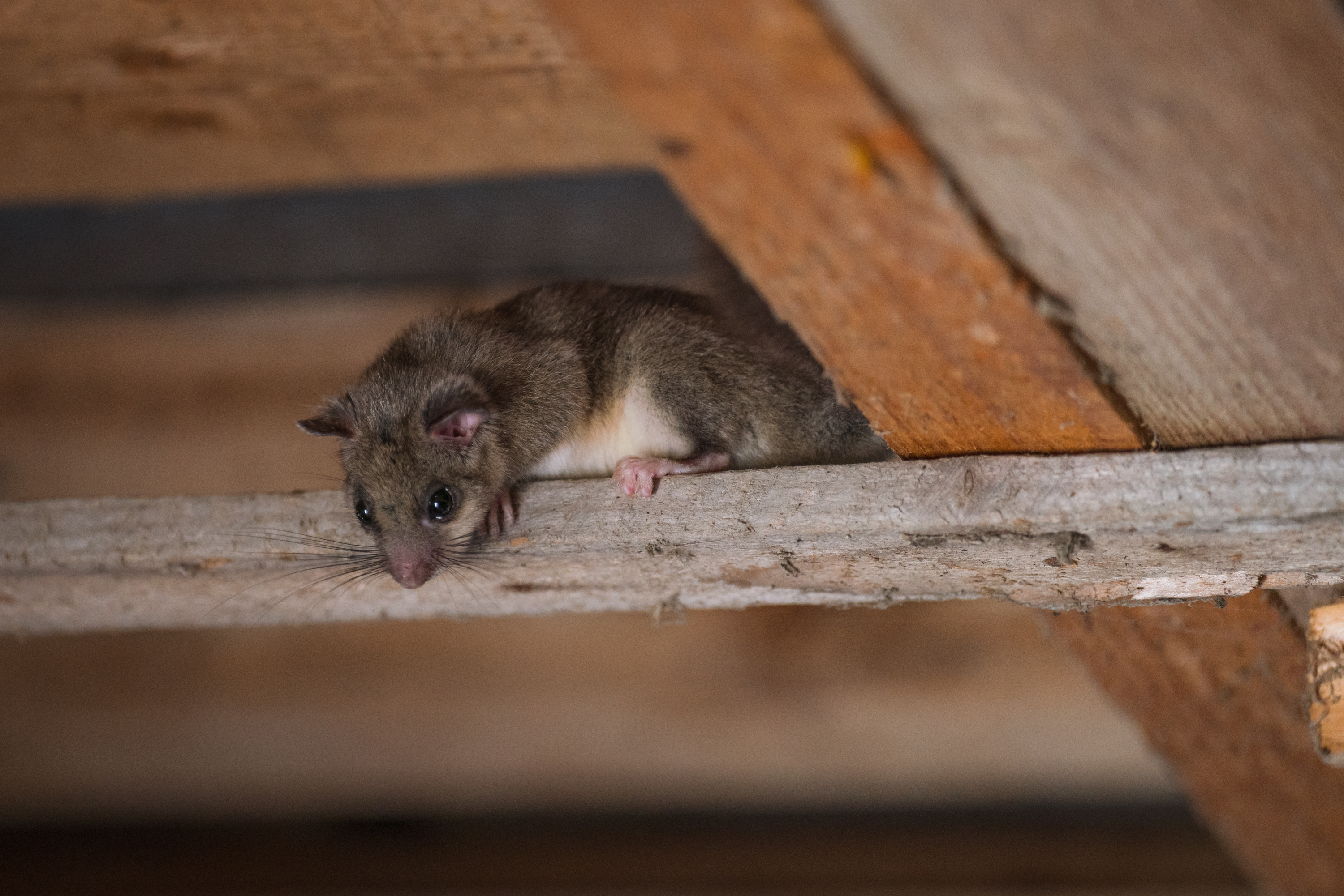 Comment se débarrasser des souris et autres petits rongeurs ?