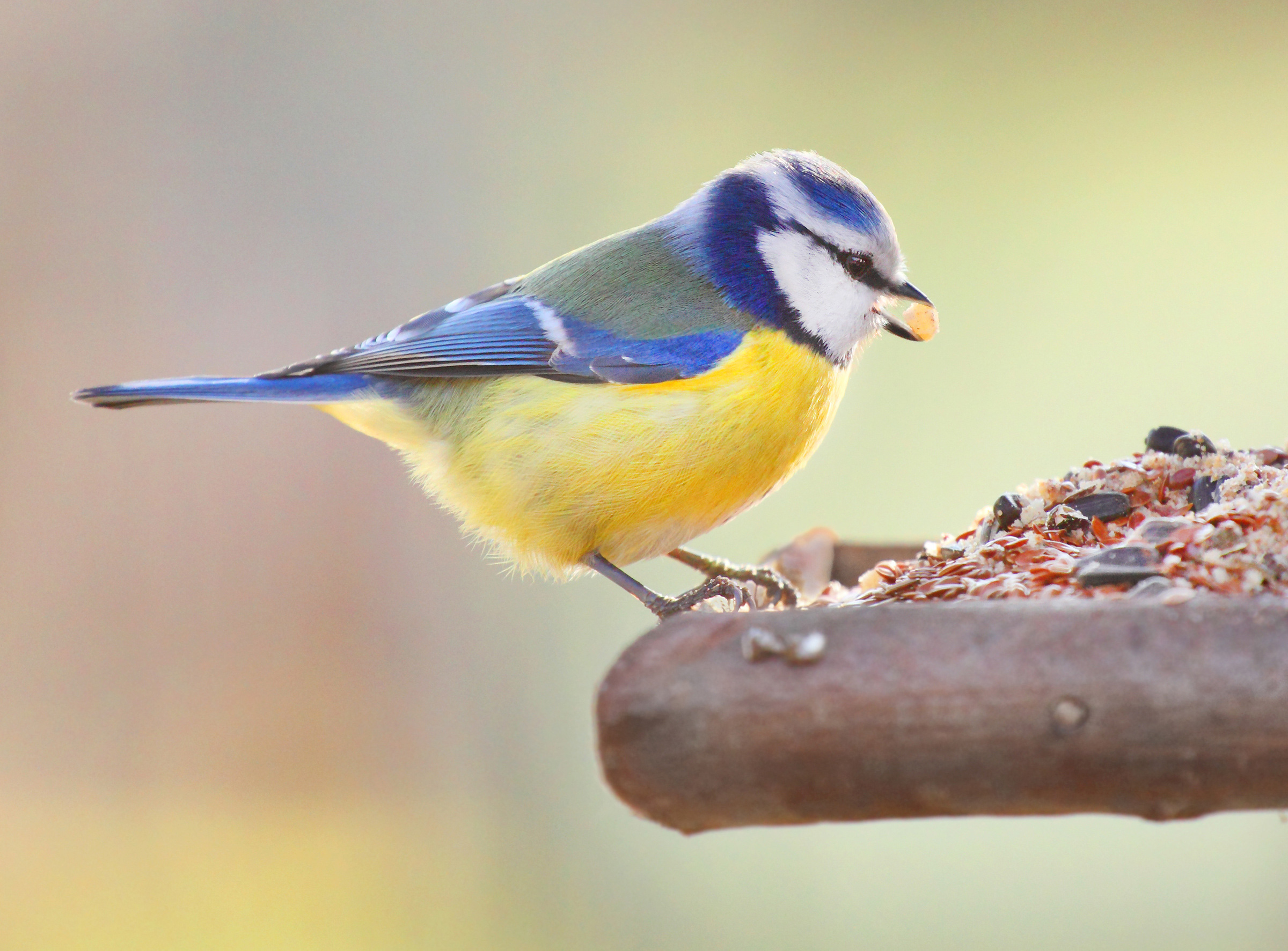 Quelles graines donner aux oiseaux pour les attirer au jardin