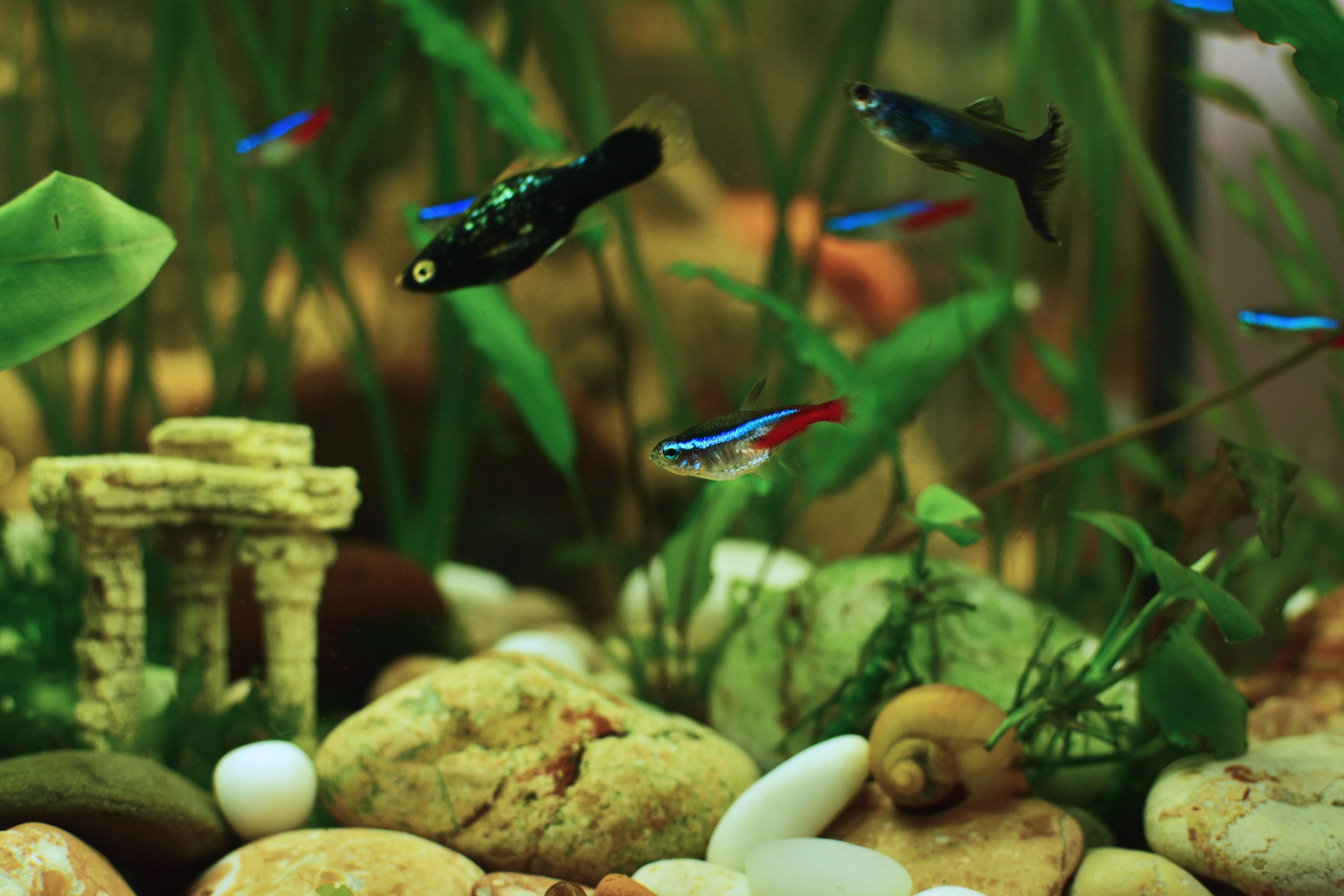 Quels poissons choisir pour son aquarium d'eau douce ?