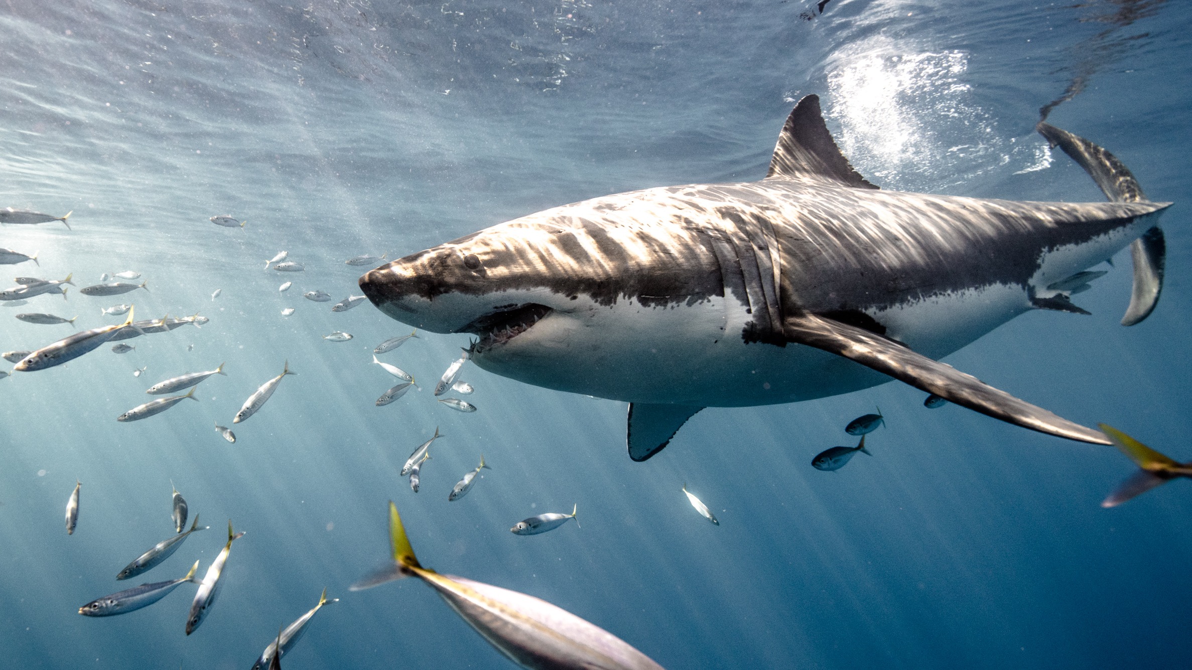 Plong e et immersion Au plus pr s des requins sur France 2