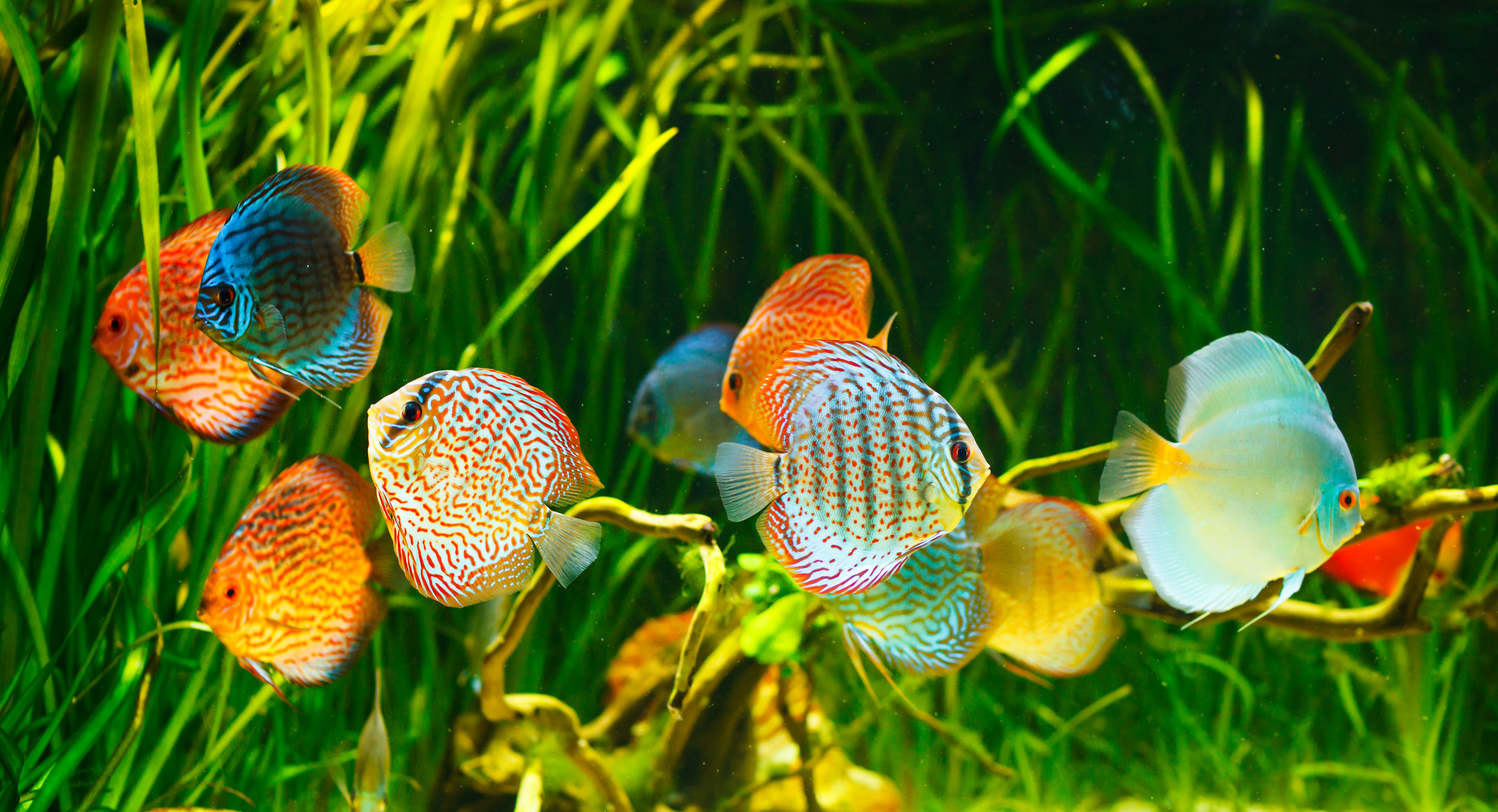 5 espèces de poissons pour aquarium