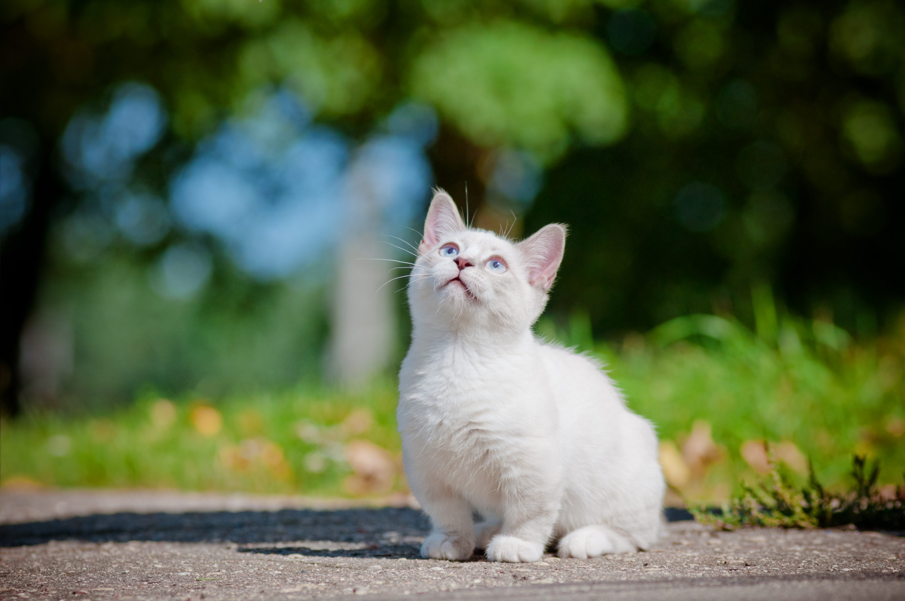 Quelles sont les 5 plus petites races de chats ?