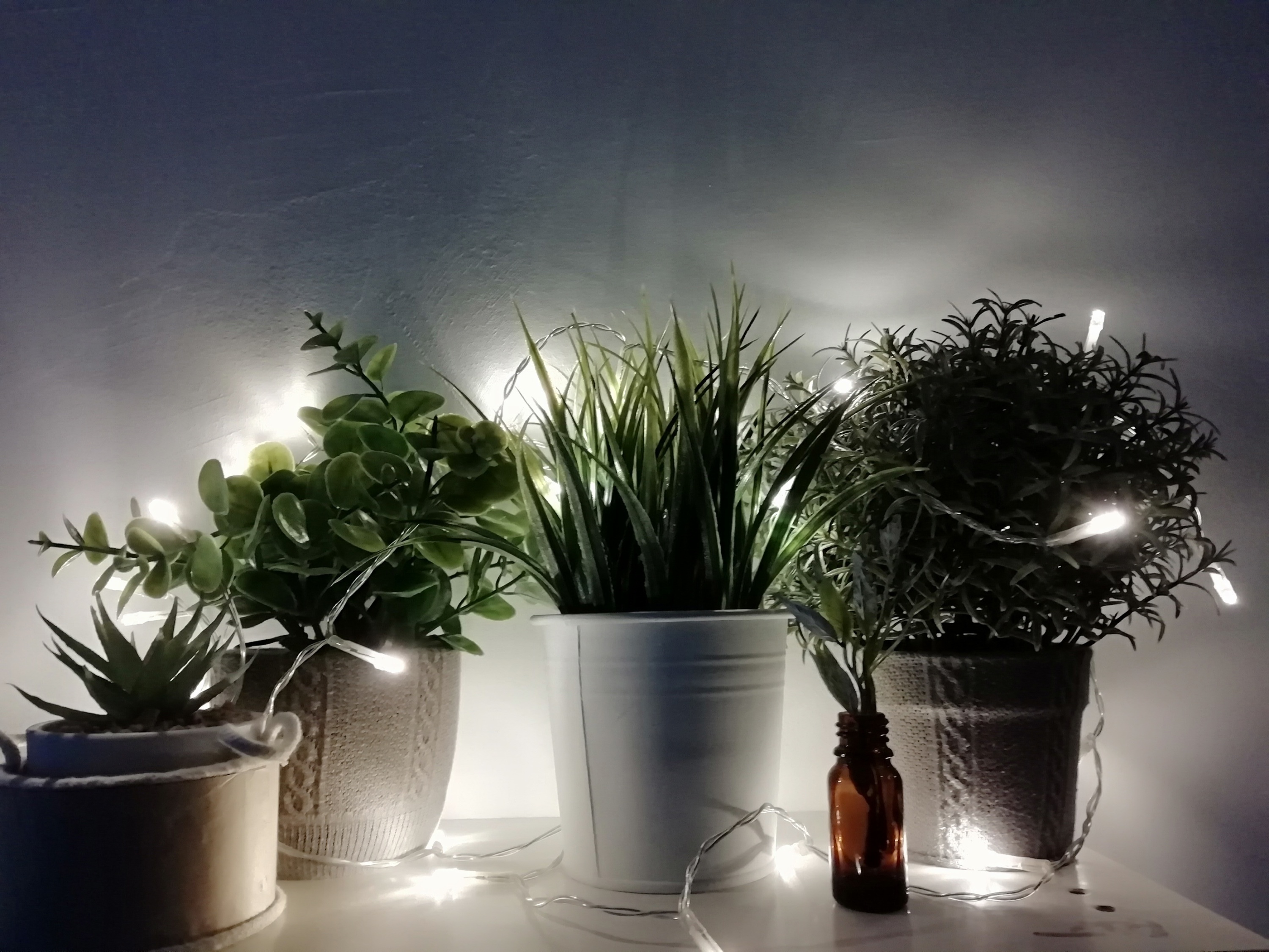 Pourquoi les plantes ont-elles besoin de lumière ?