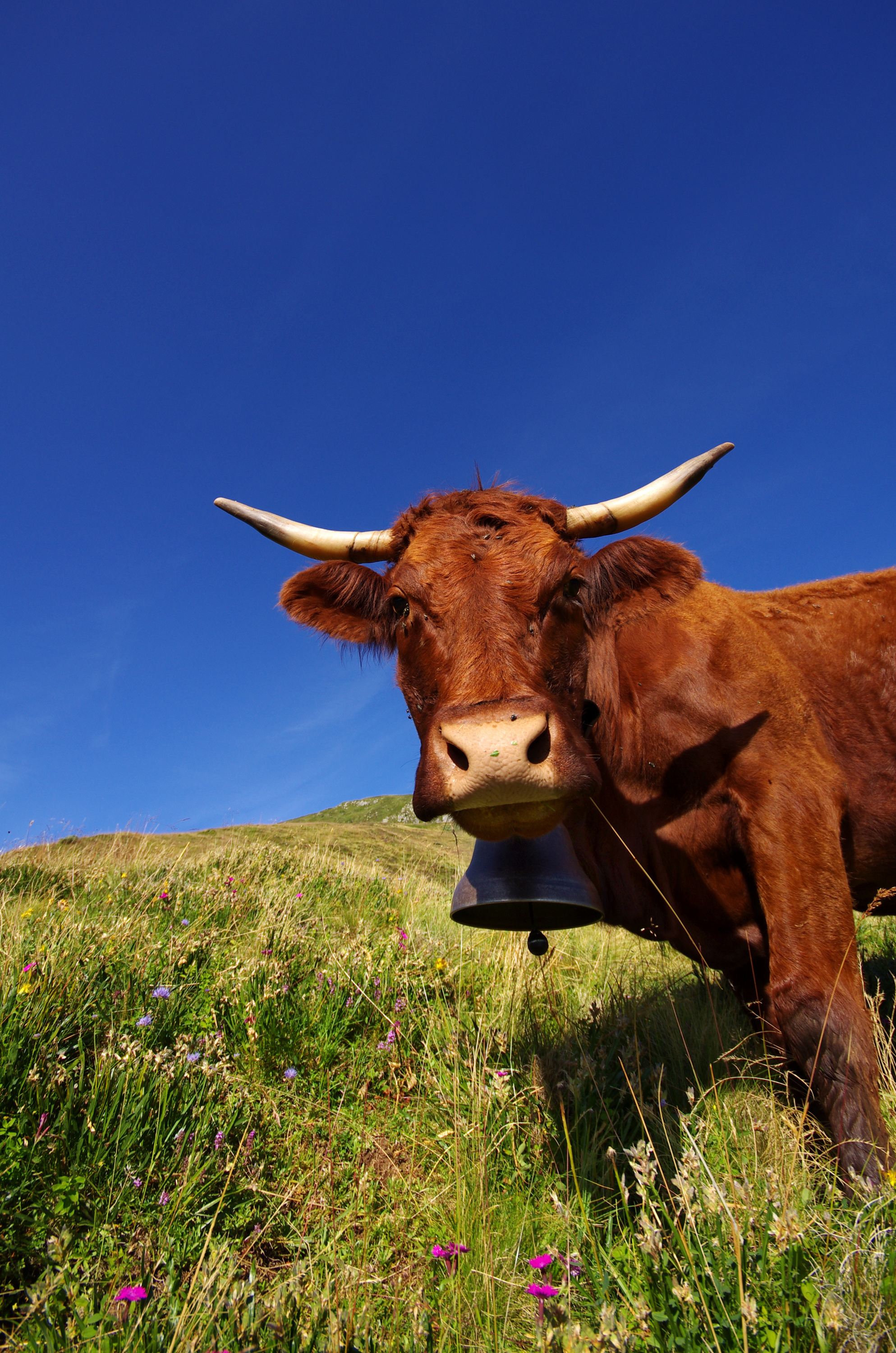 Ovalie, une vache de race Salers, égérie du prochain Salon de l'agriculture