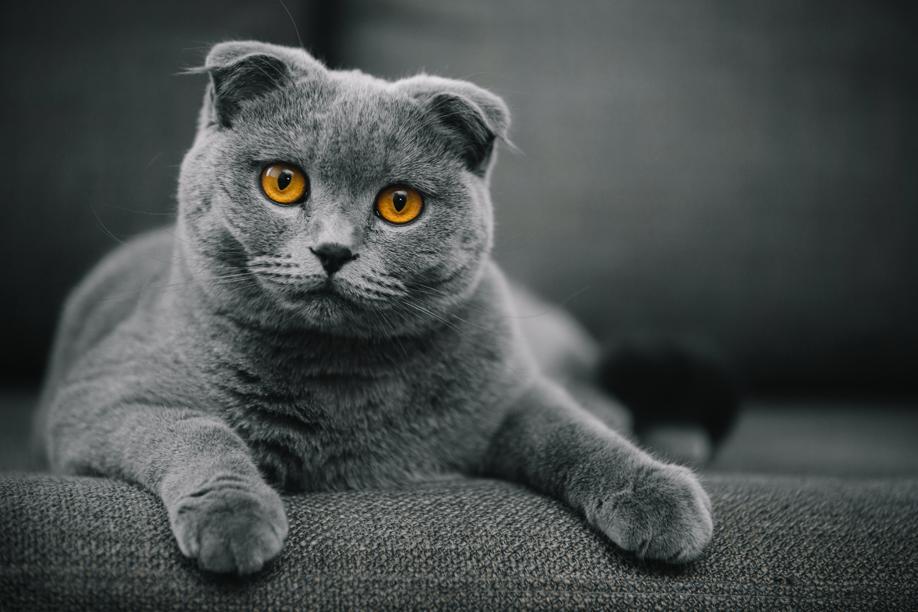 Claude Béata, vétérinaire comportementaliste : Les chats ont la réputation d'être complètement autonomes, c'est faux