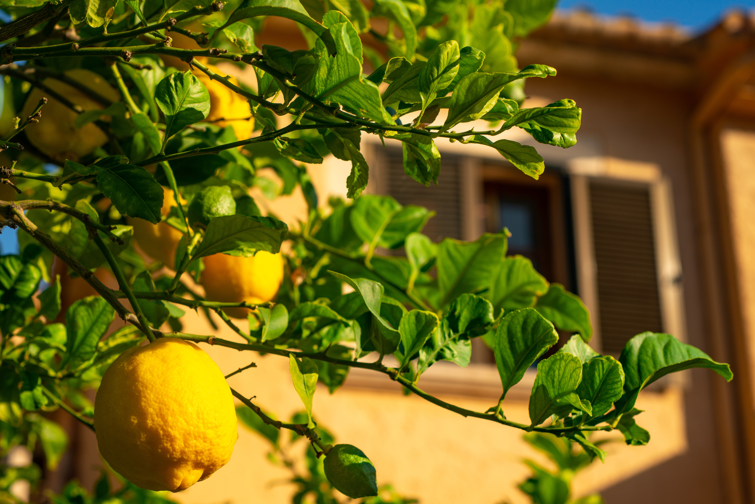 Sécheresse : une partie de la production du citron de Menton risque de perdre son label IGP