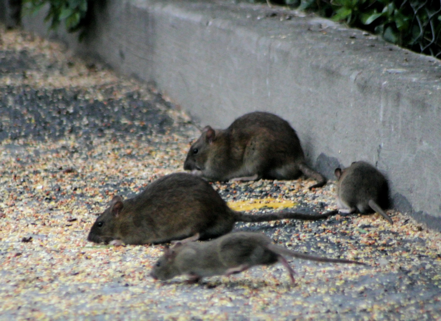Bordeaux : malgré leur prolifération, la mairie juge les rats «indispensables» et leur éradication «contre-productive»