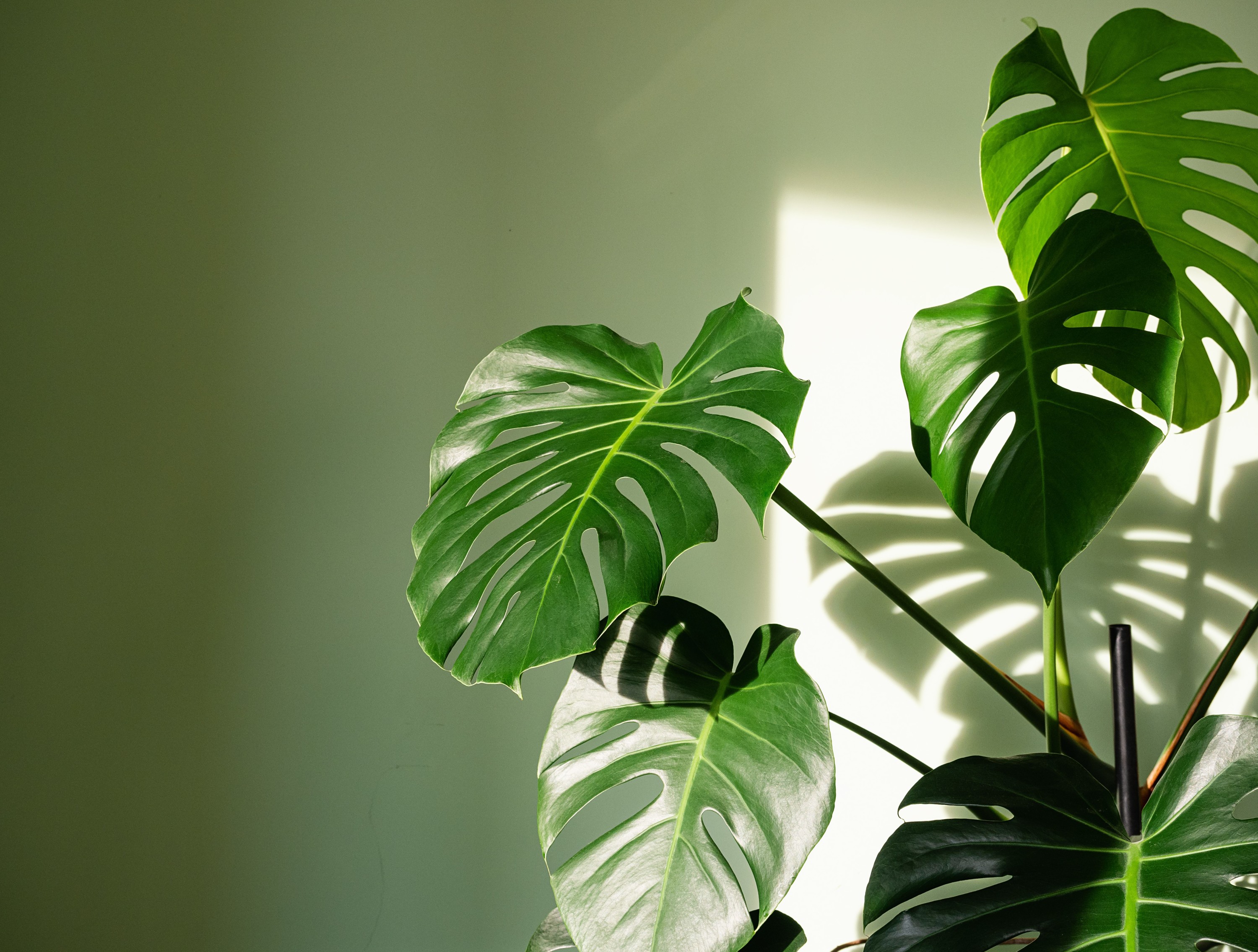 5 plantes qui n'ont pas besoin de beaucoup de lumière pour s'épanouir -  Elle Décoration