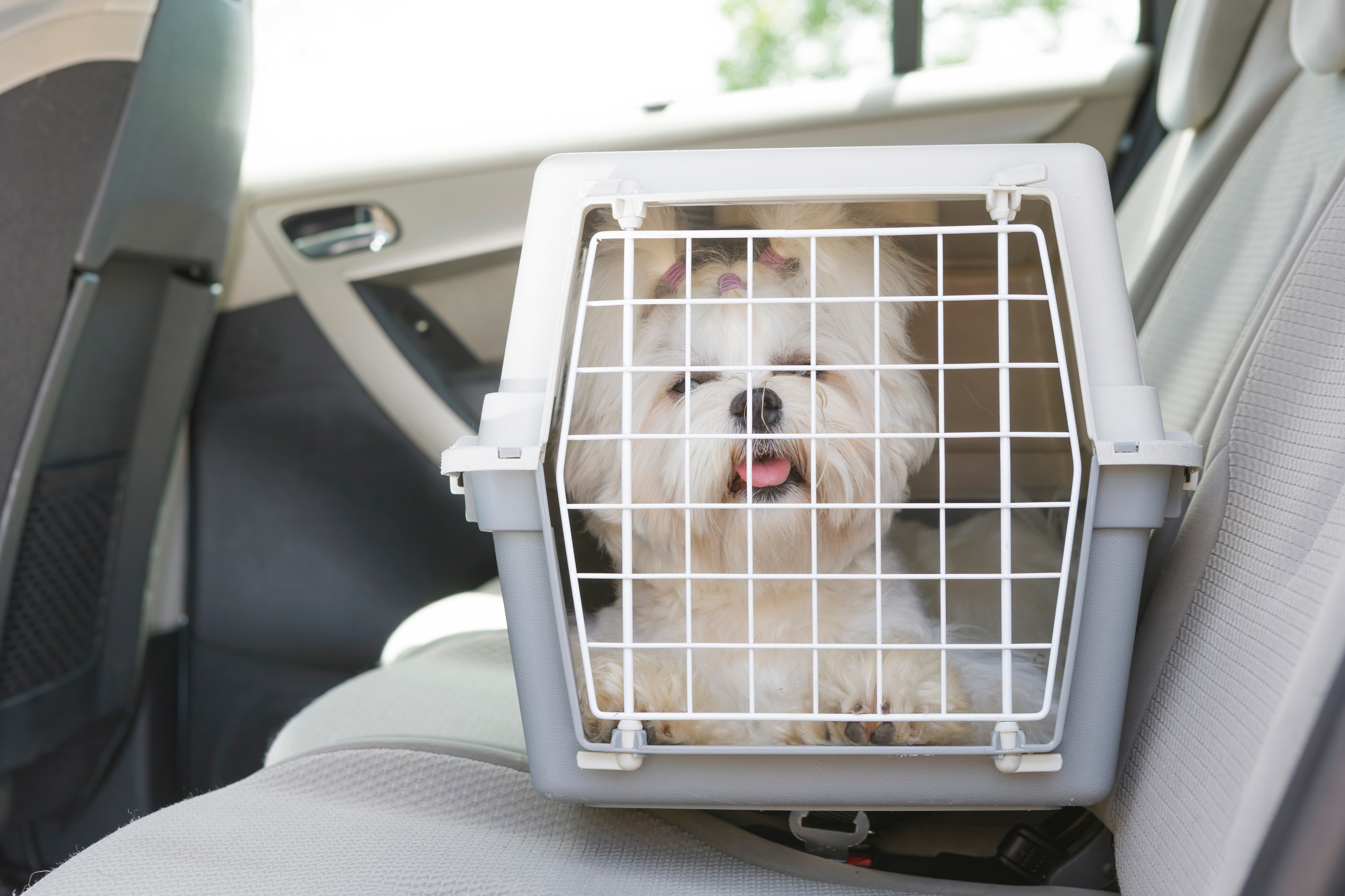 Comment transporter son chien en voiture en toute sécurité ?