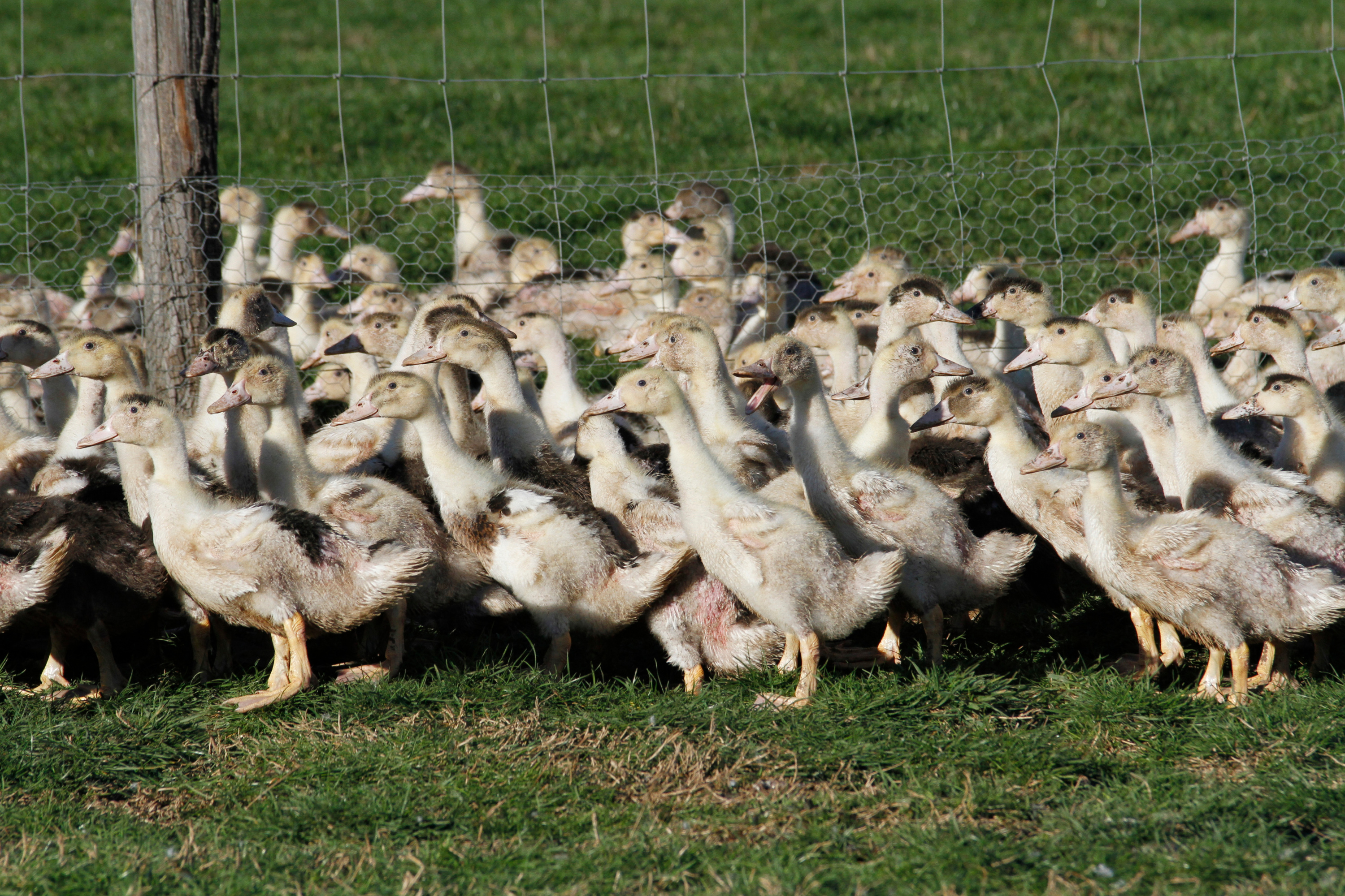 Épidémie de grippe aviaire: Y aura-t-il du foie gras à Noël ?