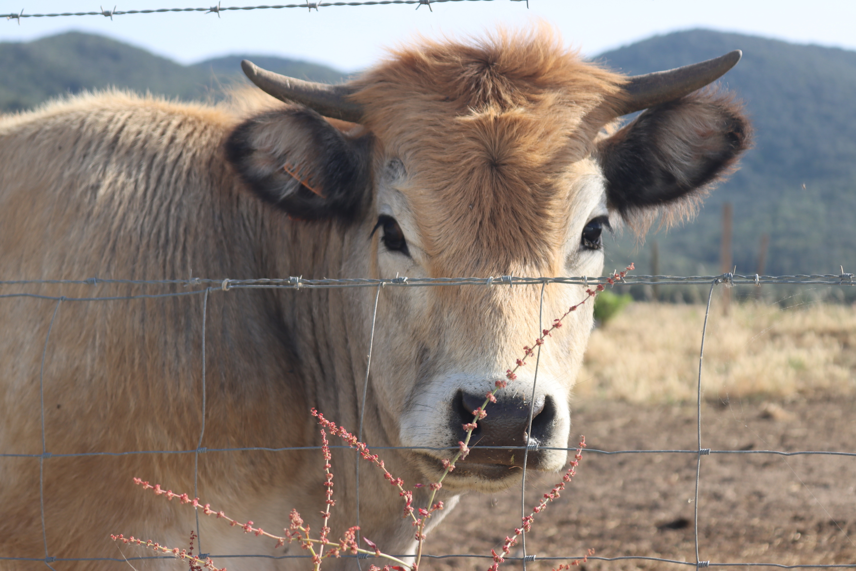 Une puce électronique sur les bovins corses pour éviter les fraudes aux aides européennes