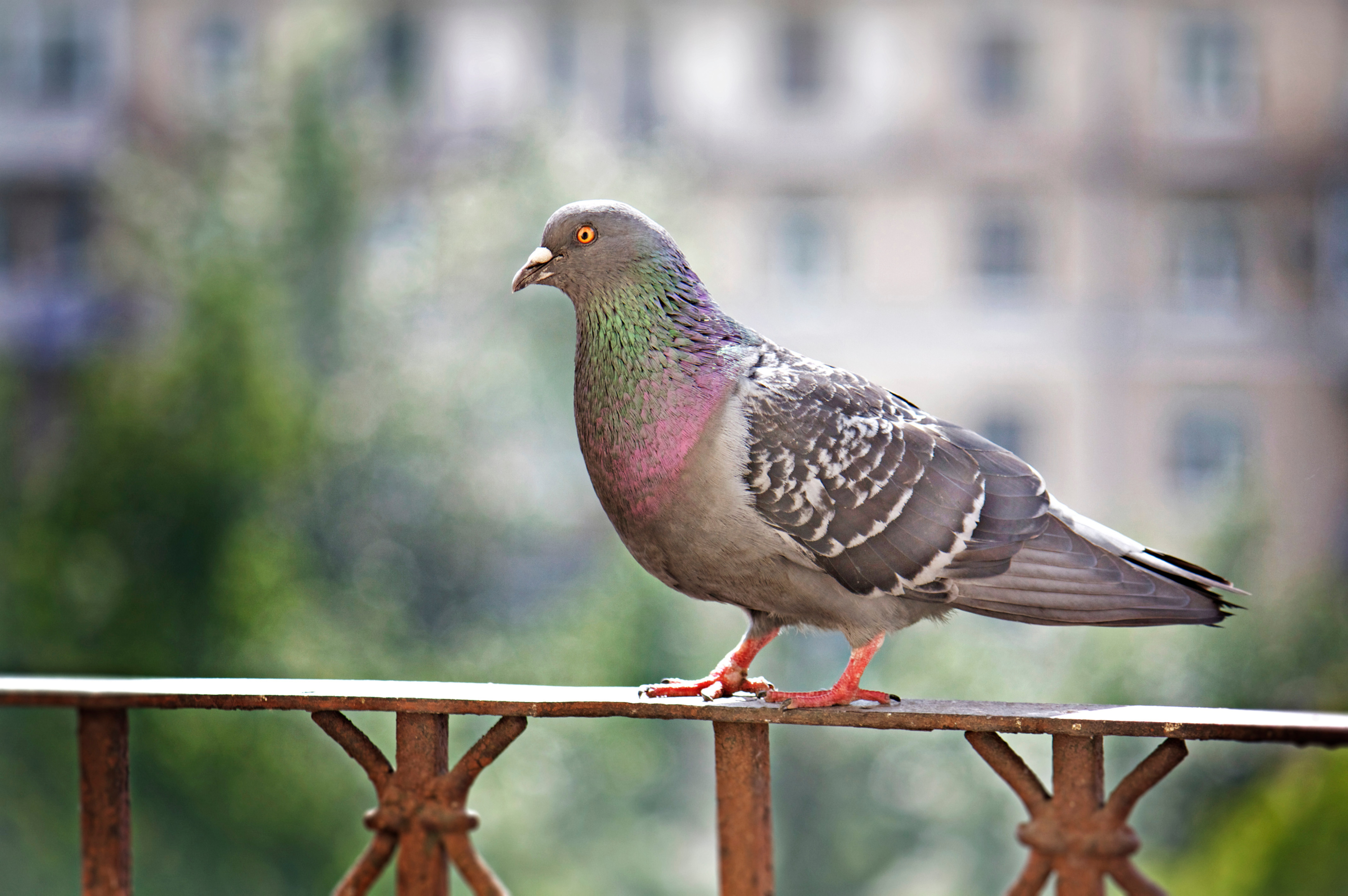 Lot de 4 répulsifs Anti-Pigeons en Acier Inoxydable pour Balcon, Toit et  fenêtre - Protection Contre Les Oiseaux - pour Le Jardin fruitier.
