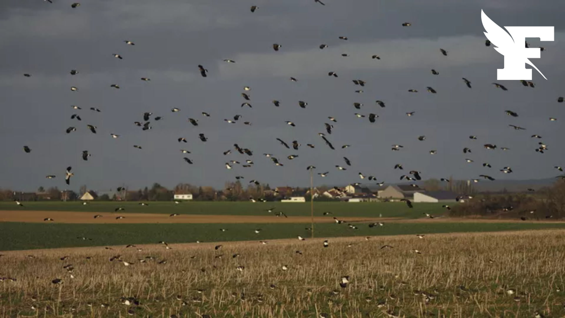 Signification D Un Oiseau Qui Entre Dans La Maison | Ventana Blog