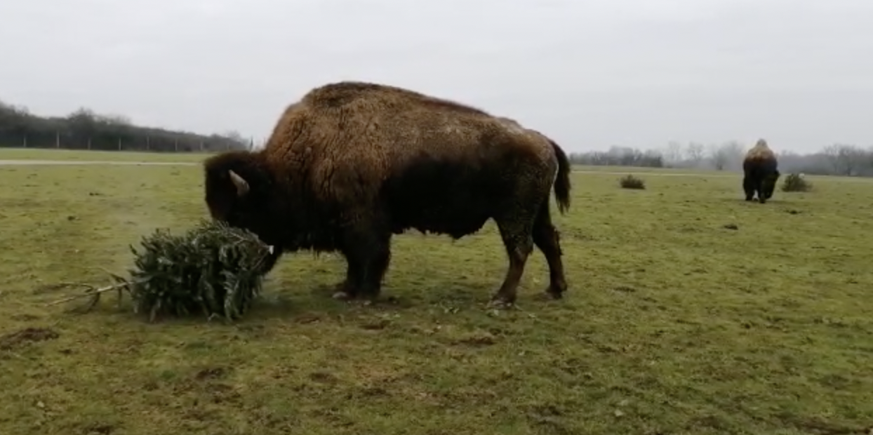 Près de Nantes, les sapins de Noël servent de nourriture pour des bisons, chameaux et éléphants