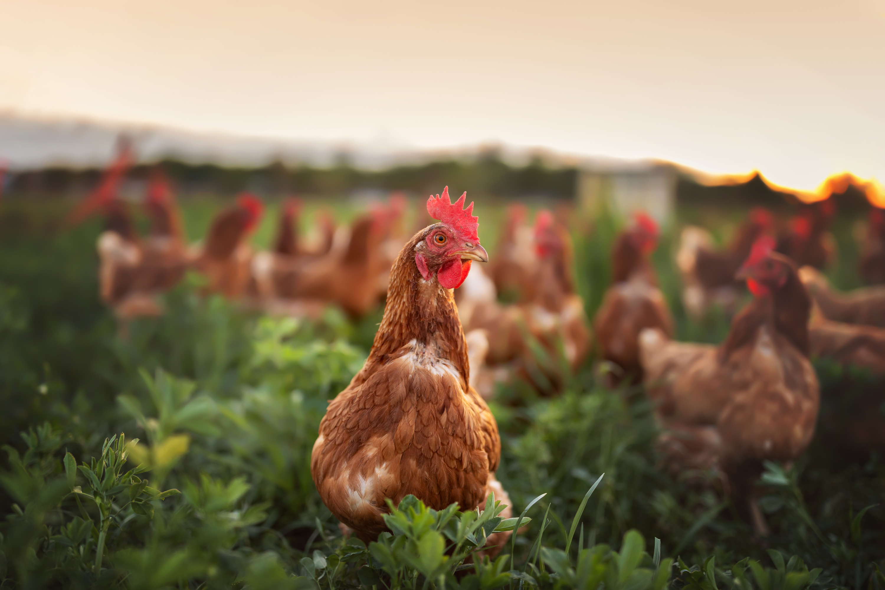 Grippe aviaire : un élevage tchèque va abattre 750.000 poules