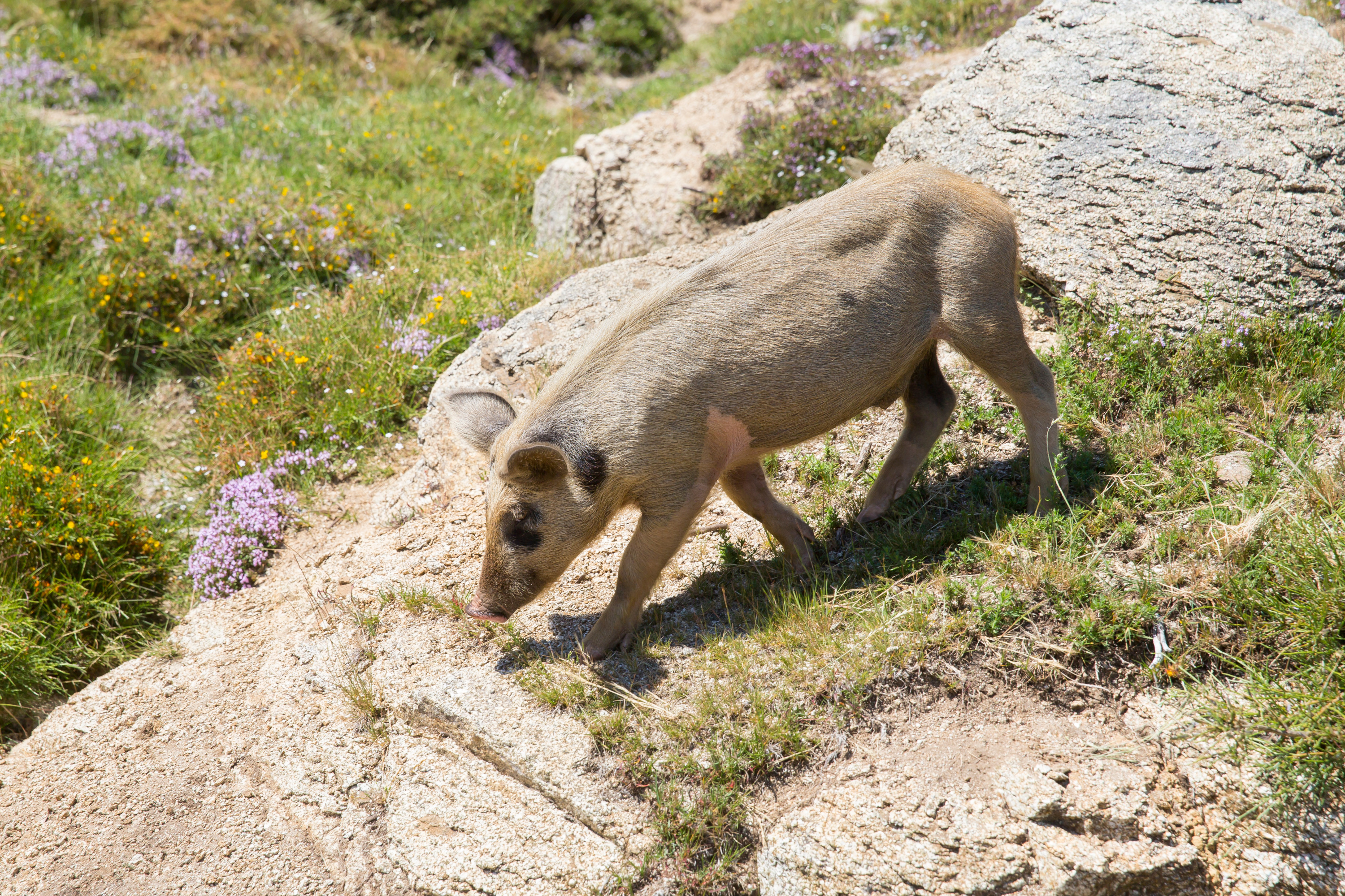 Vente en gros Griffes D'ours Pour Déchiqueter La Viande de produits à des  prix d'usine de fabricants en Chine, en Inde, en Corée, etc.